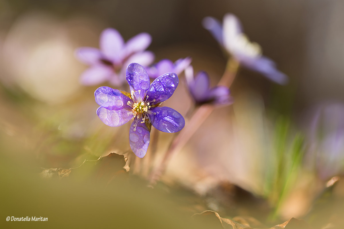 Hepatica