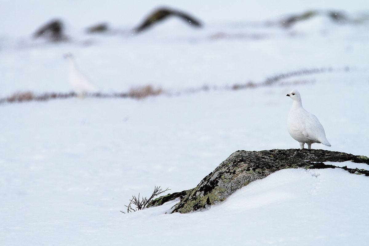 white Partridges
