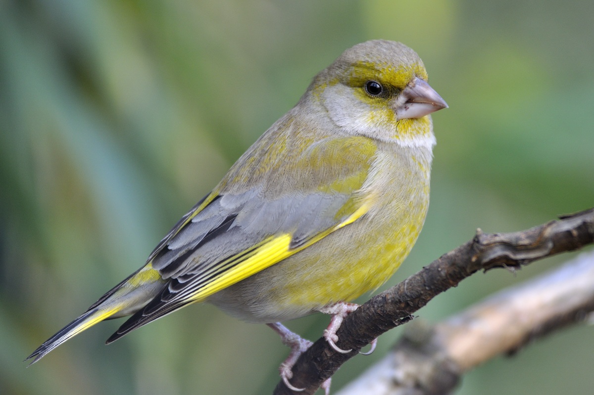 greenfinch