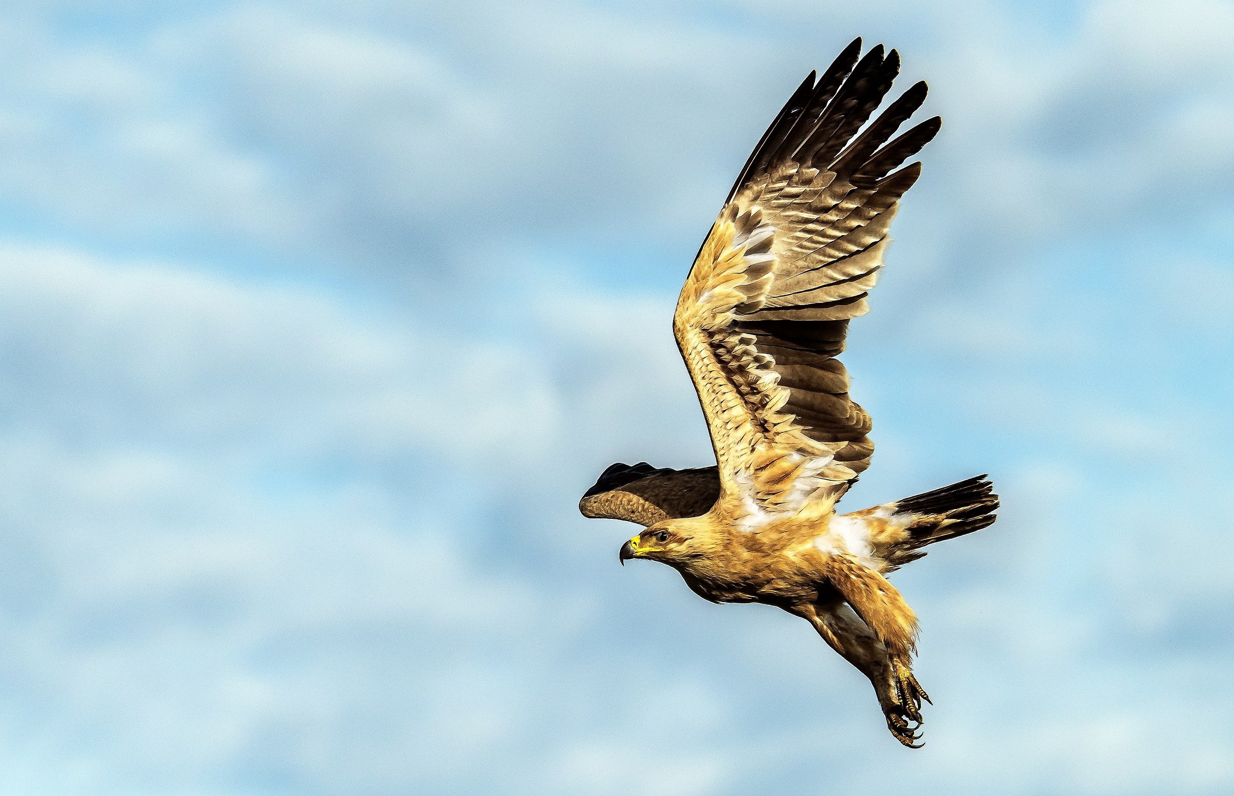 Tanzania 2017 - Aquila rapace