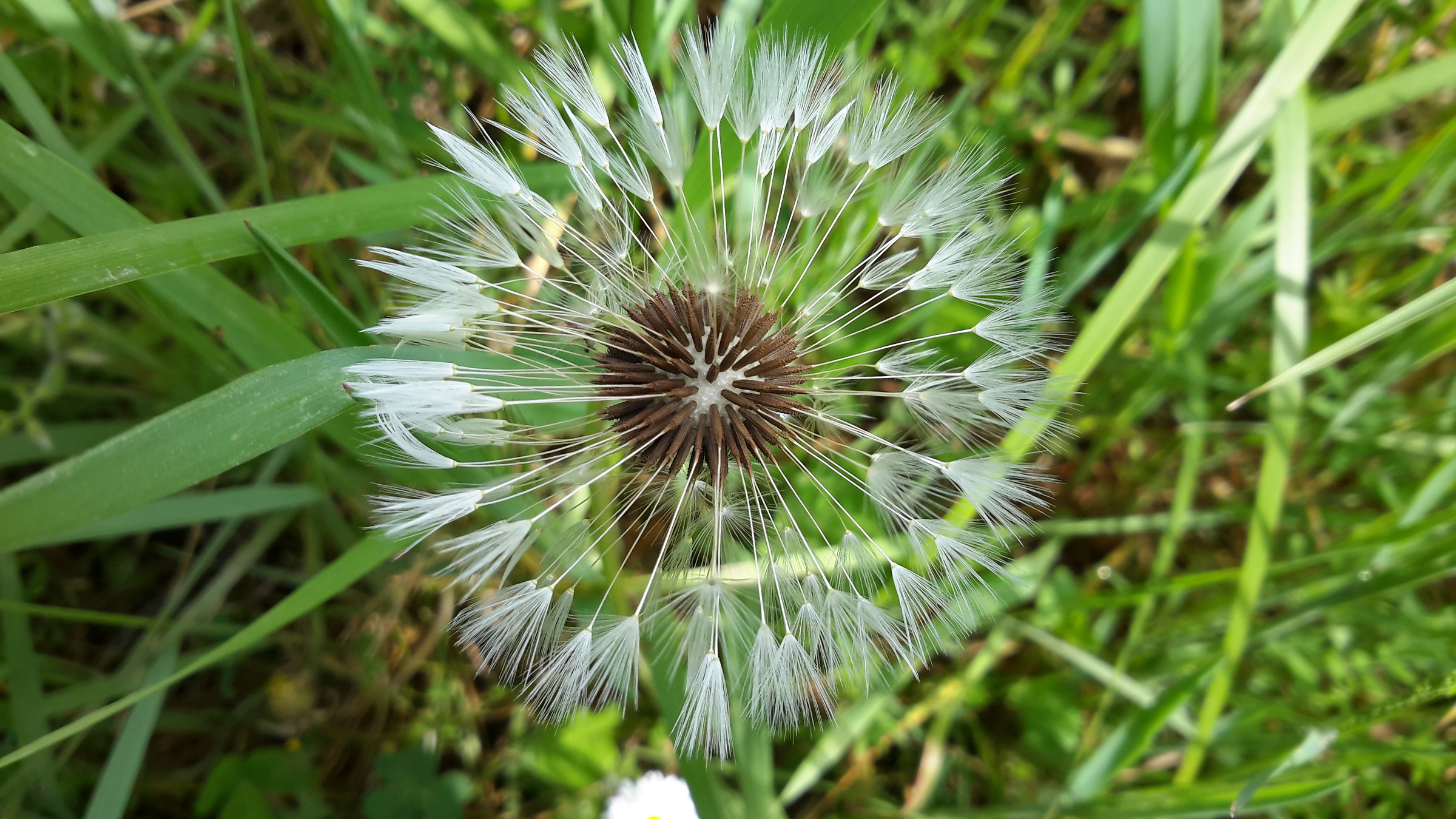 dandelion