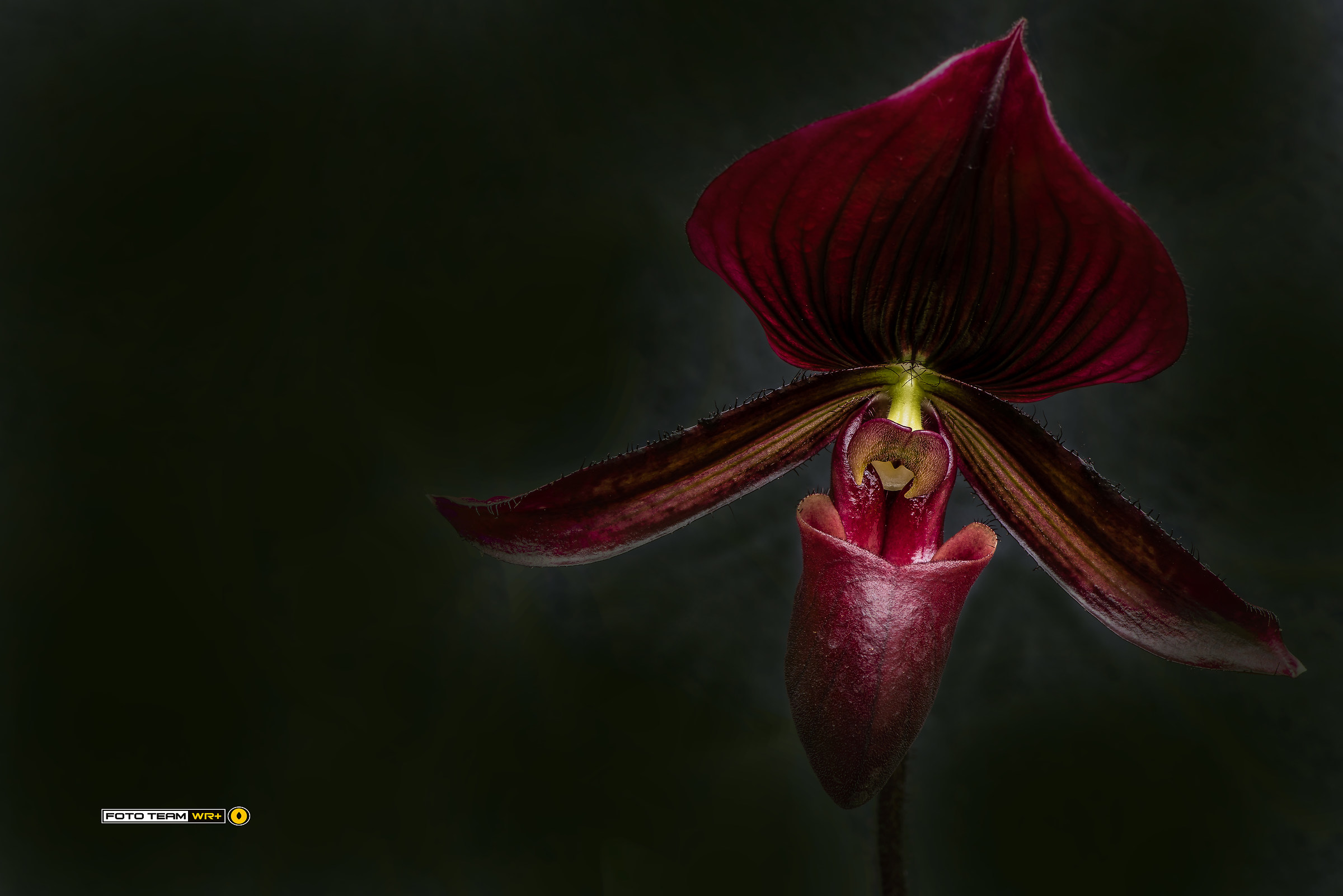 "World of Orchids" in Gargazzone 2017