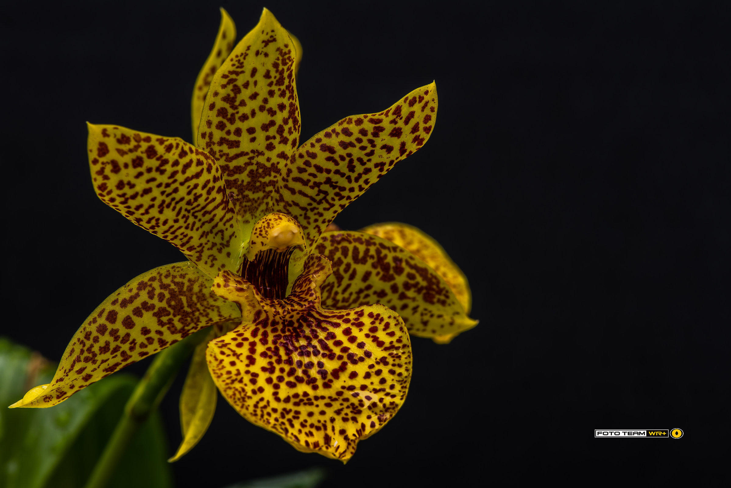 "World of Orchids" in Gargazzone 2017