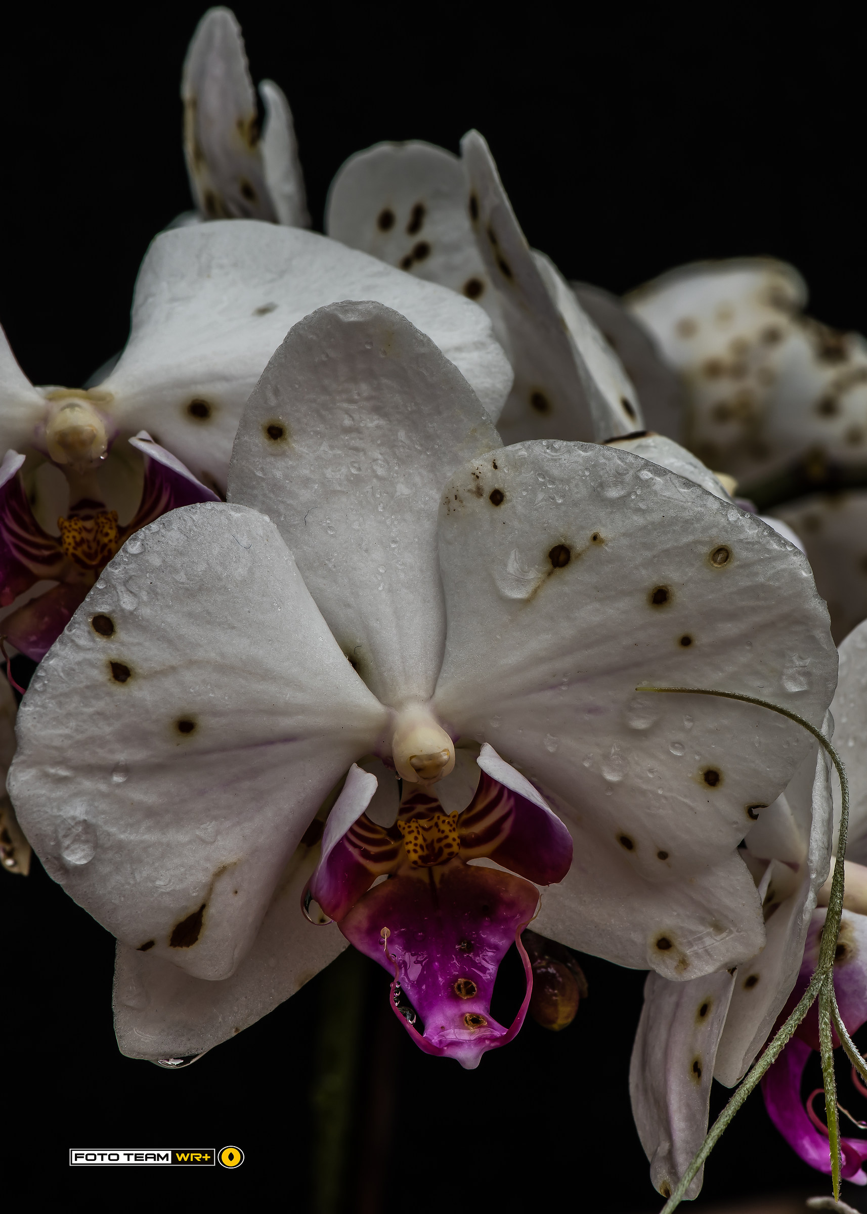 "World of Orchids" in Gargazzone 2017