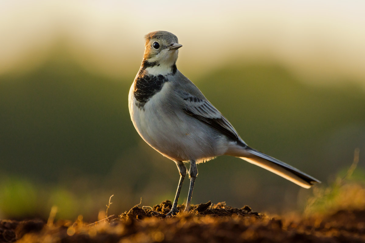Wait Wagtail