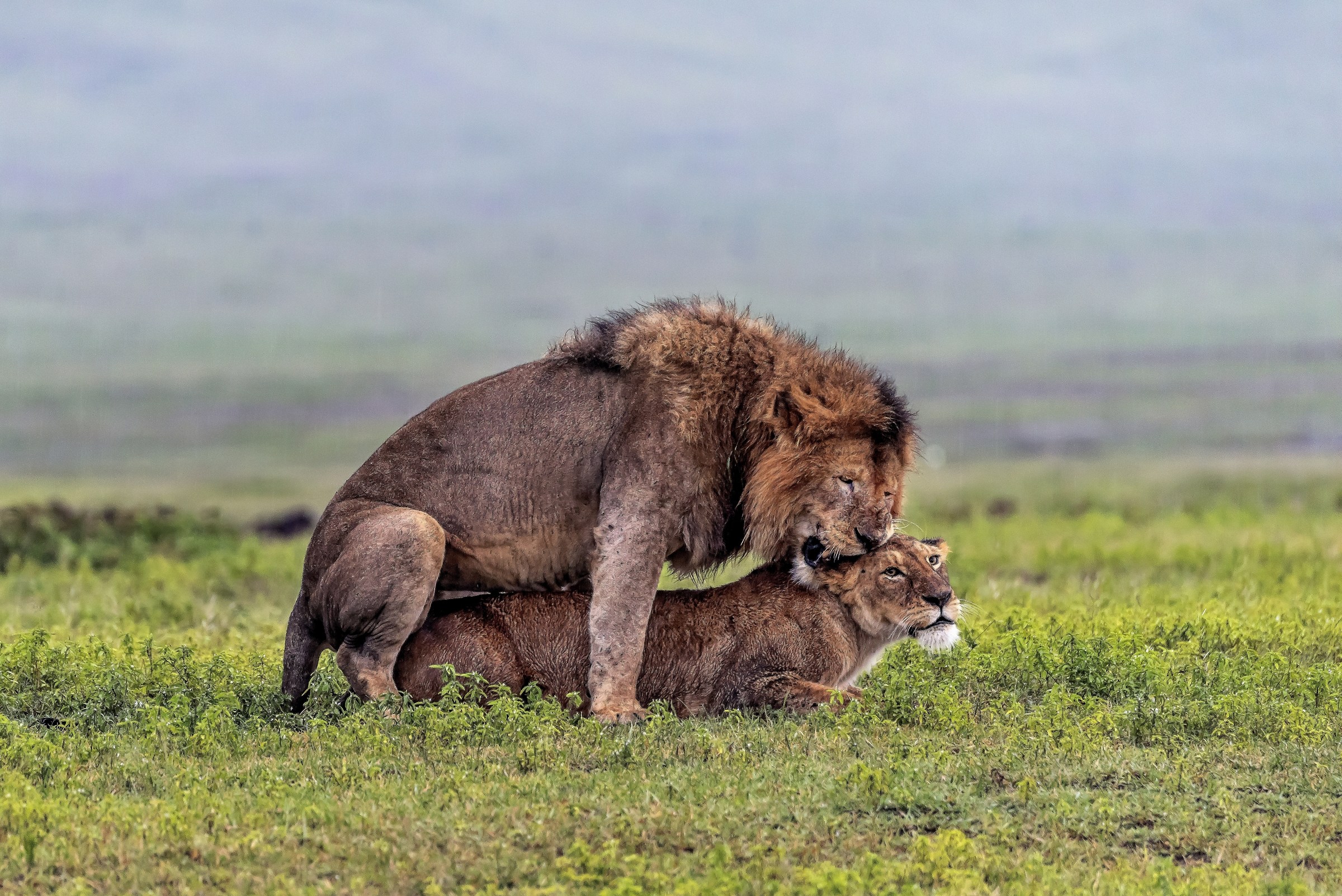 Tanzania 2017 - Love in the rain