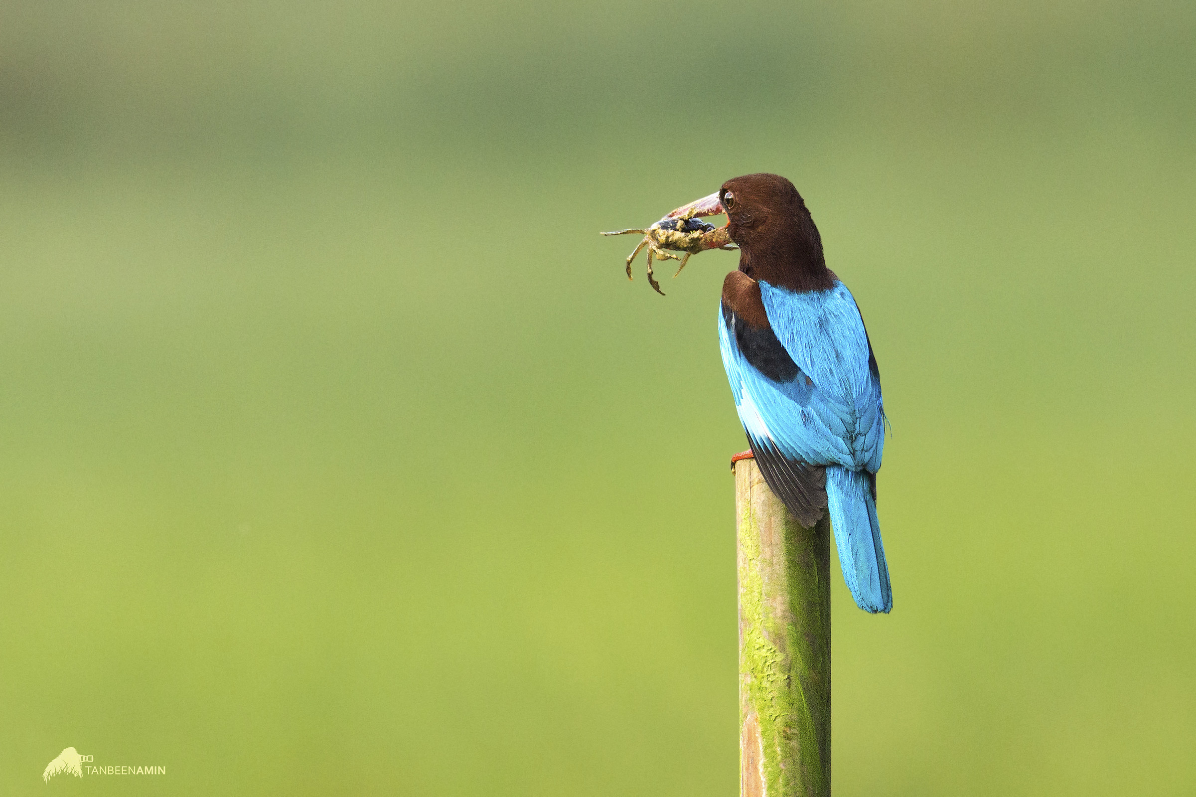 White Throated Kingfisher