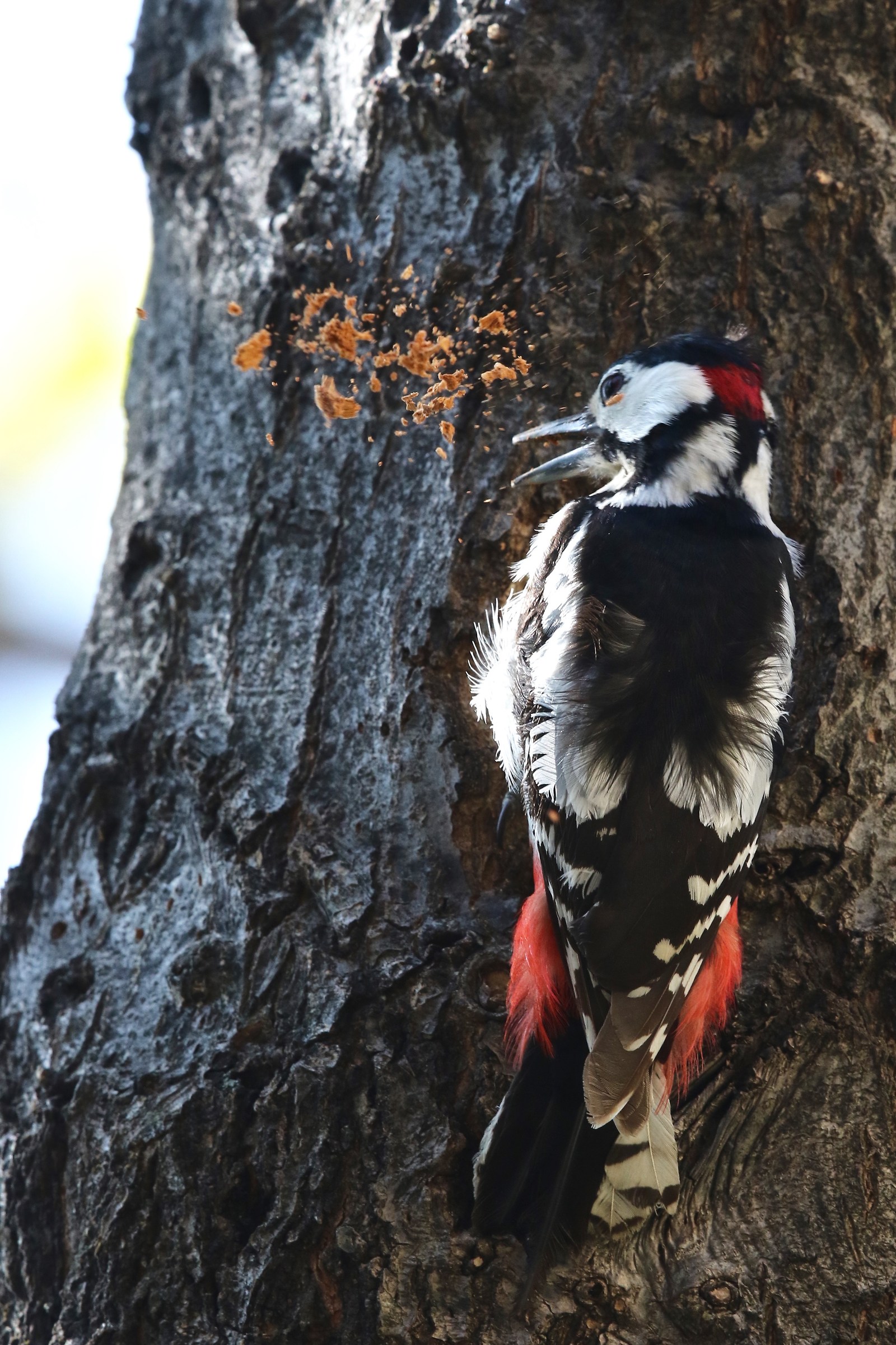 Cleaning the nest under construction