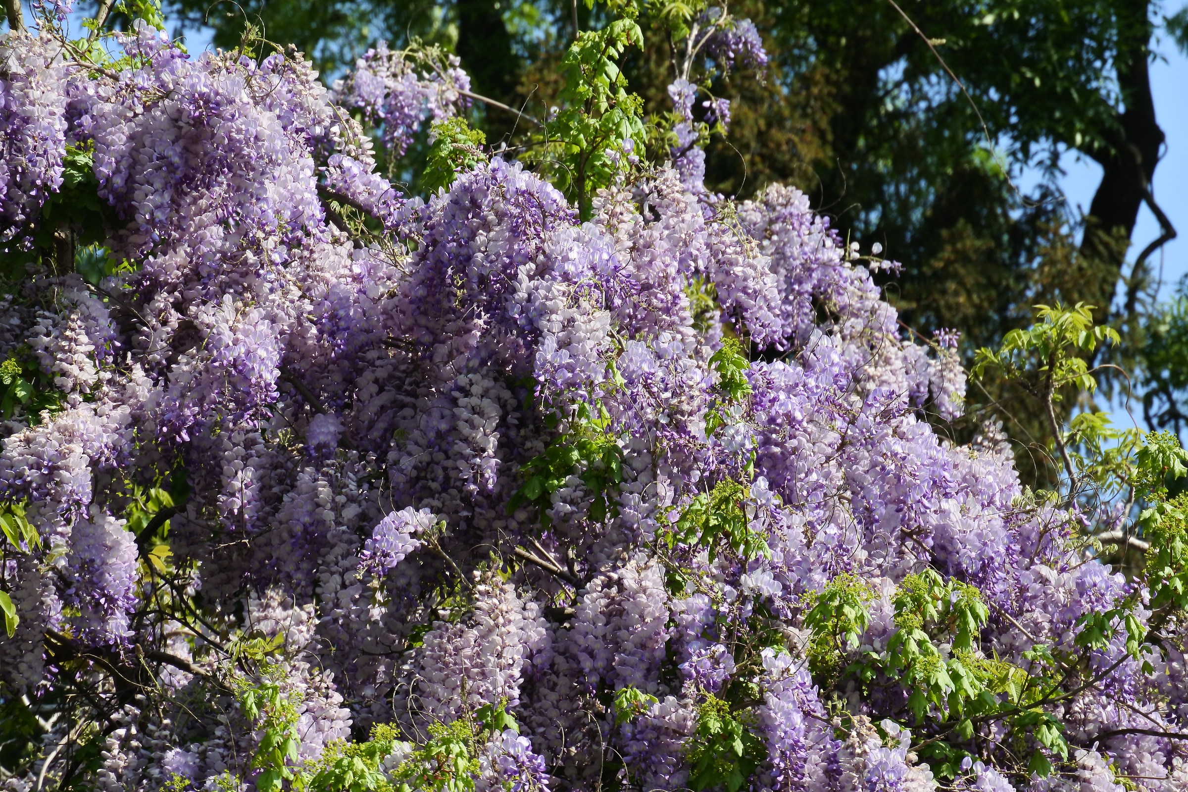 Primavera al Giardino Ducale