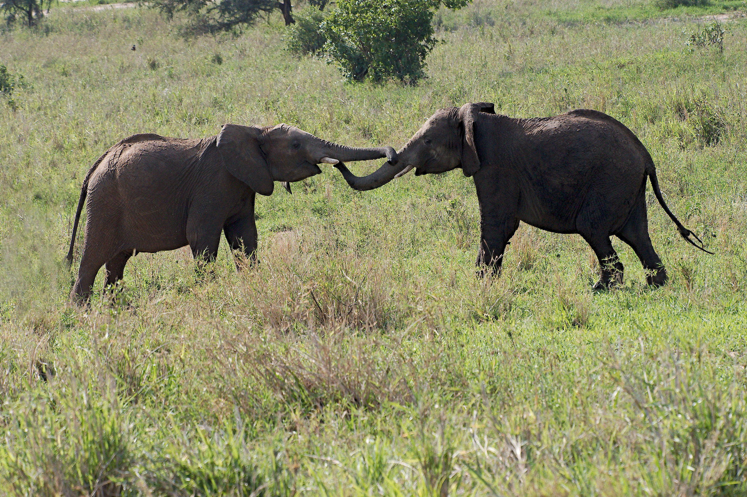 Gioco tra ragazzotti