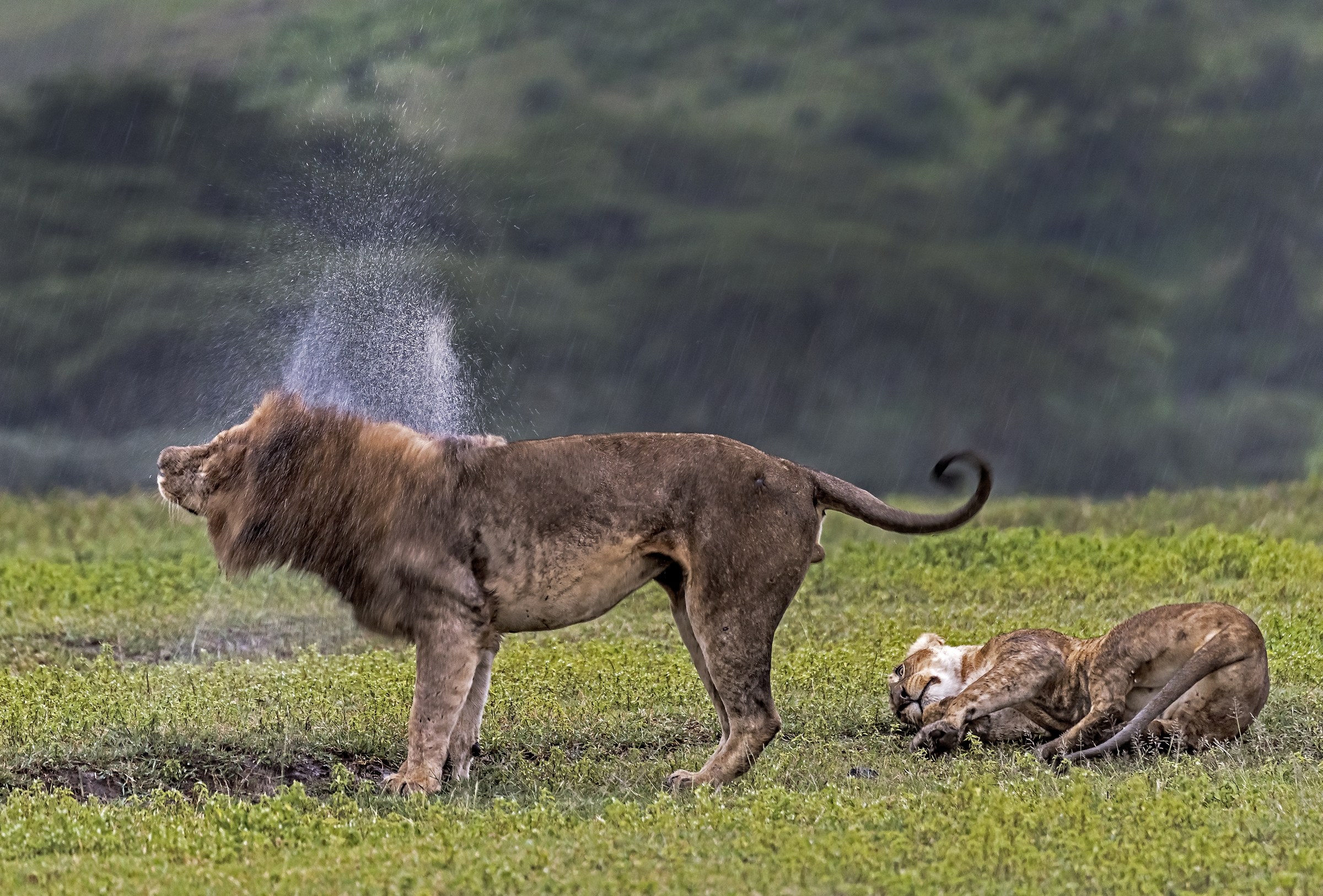 Tanzania 2017 - Love in the rain