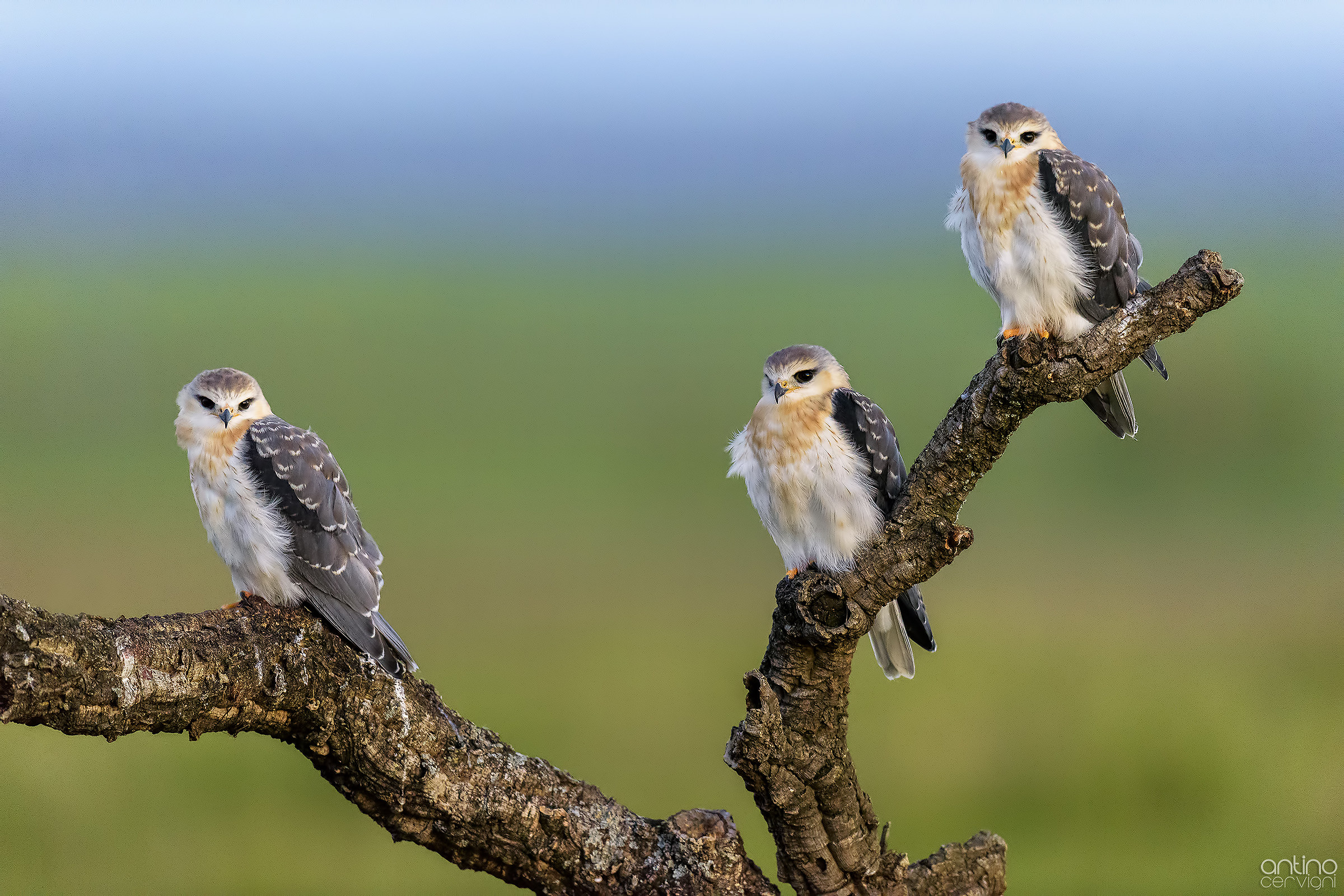 Piccoli di nibbio bianco