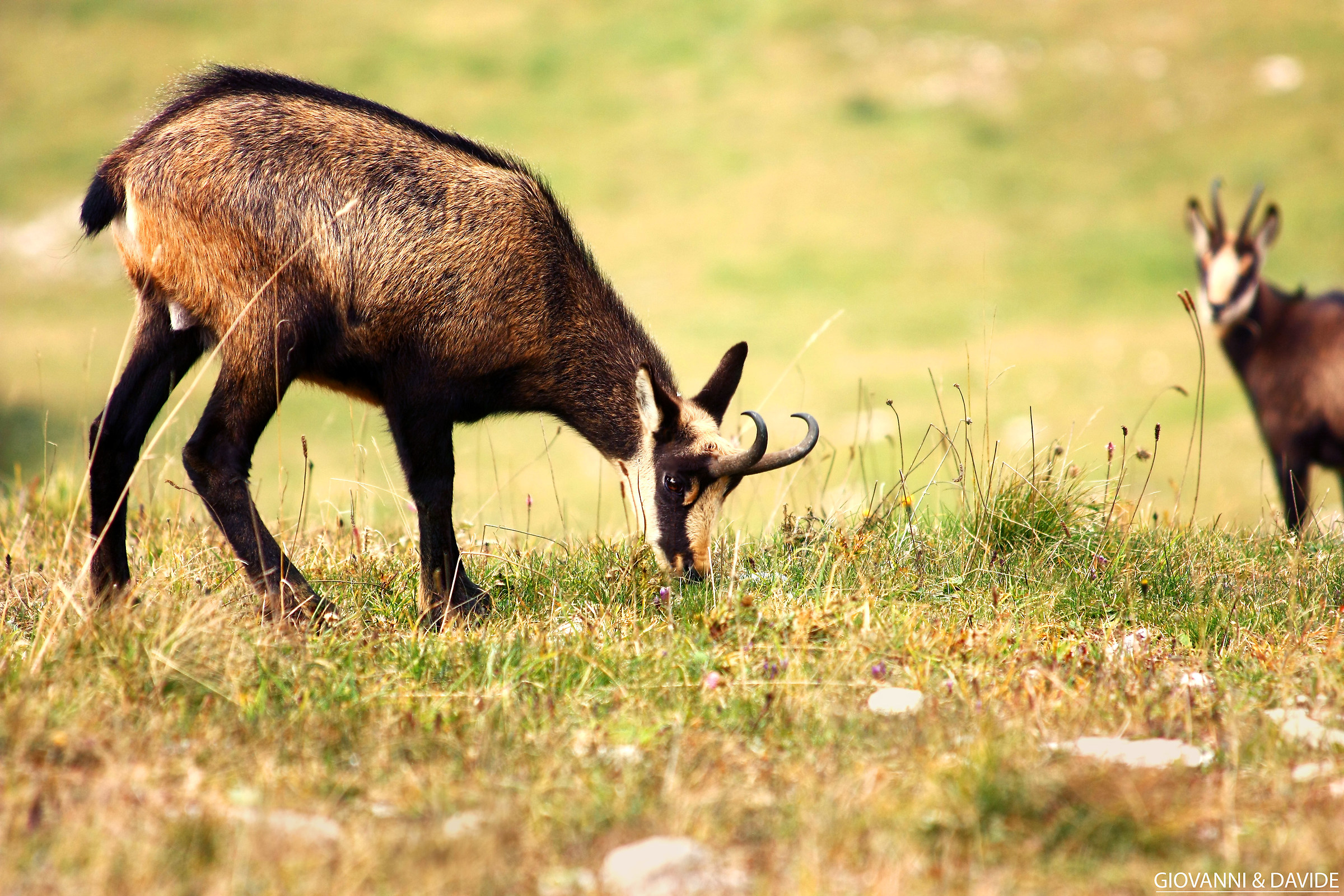 face to face with chamois