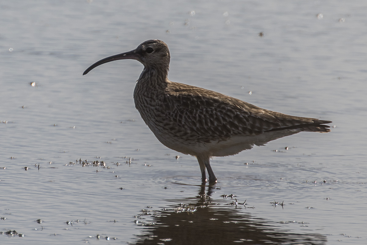 curlew backlight