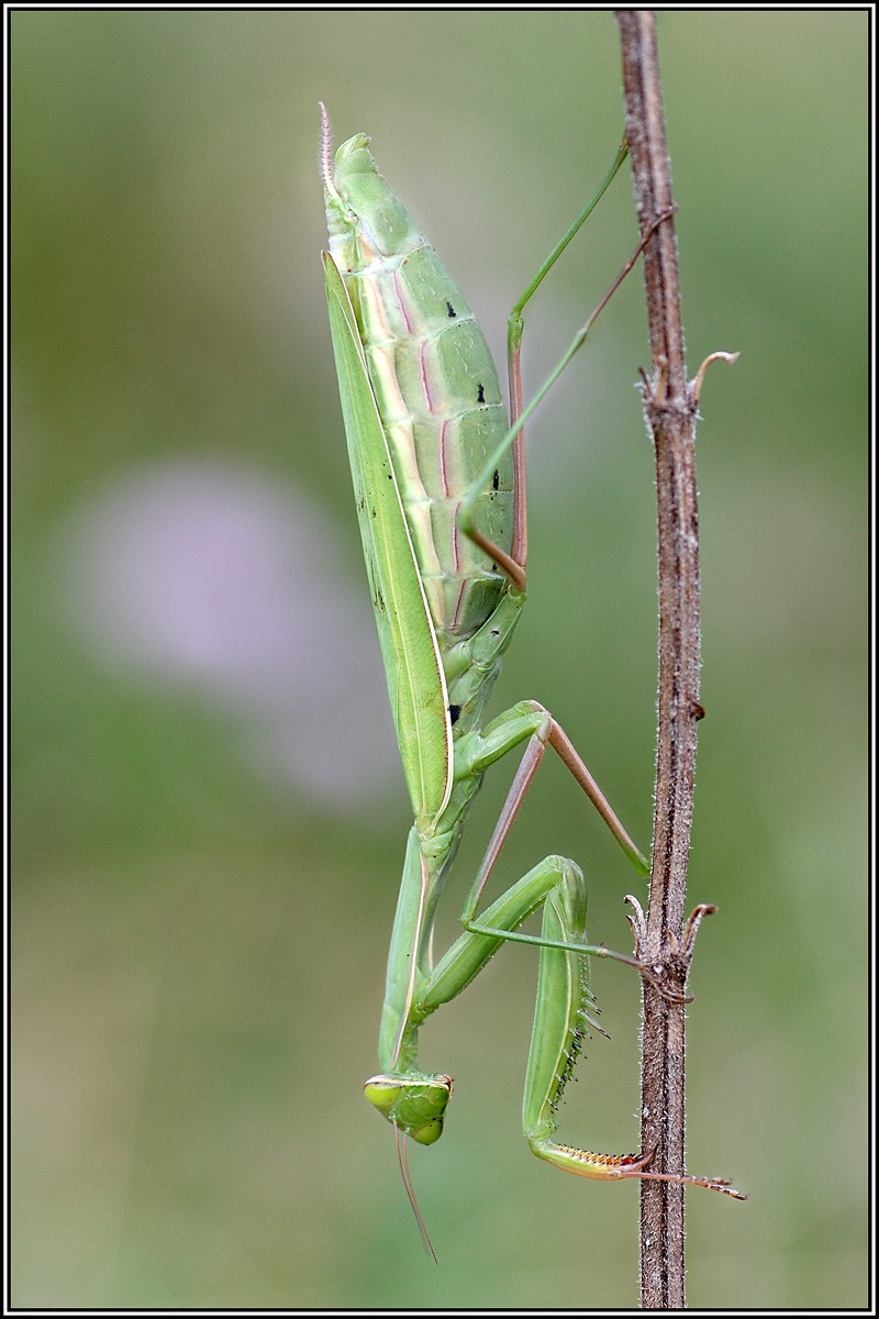 Mantis religiosa