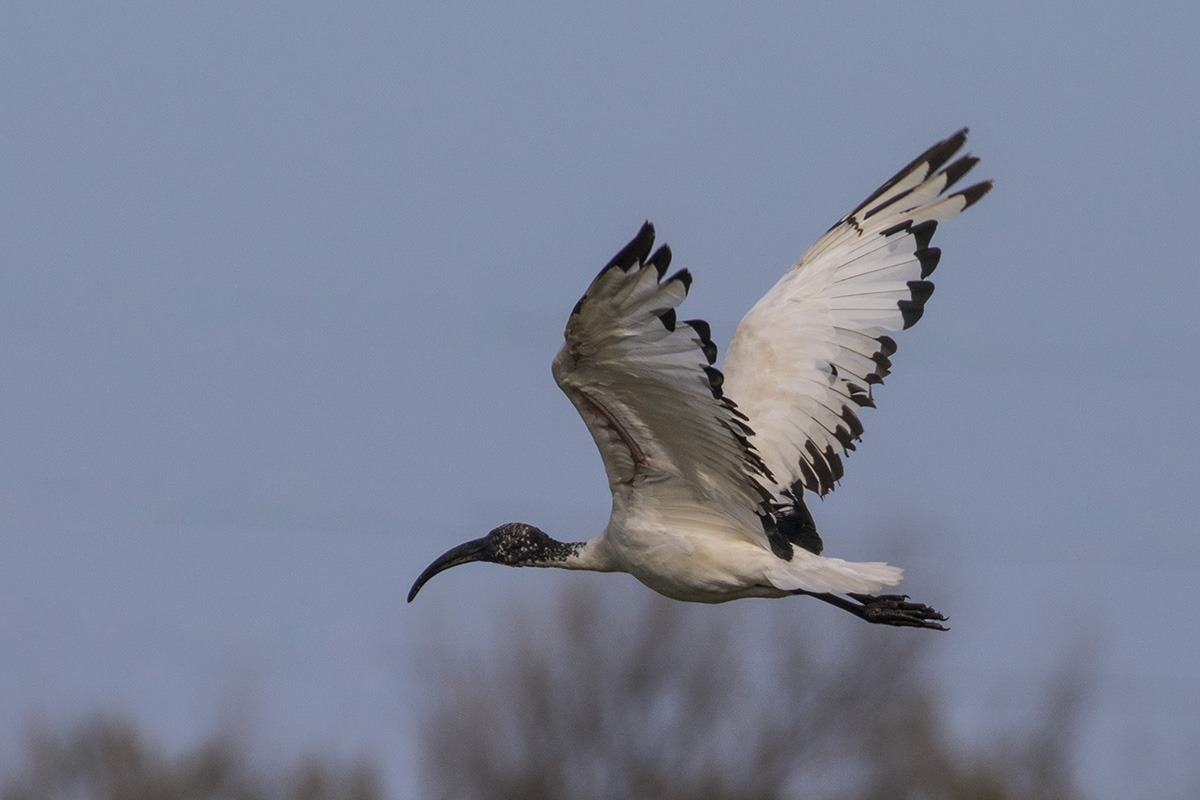 sacred ibis in flight