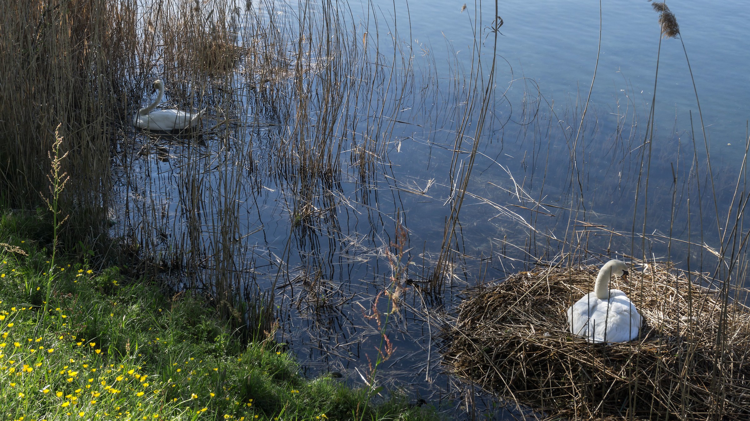 Pair of swans with their nest