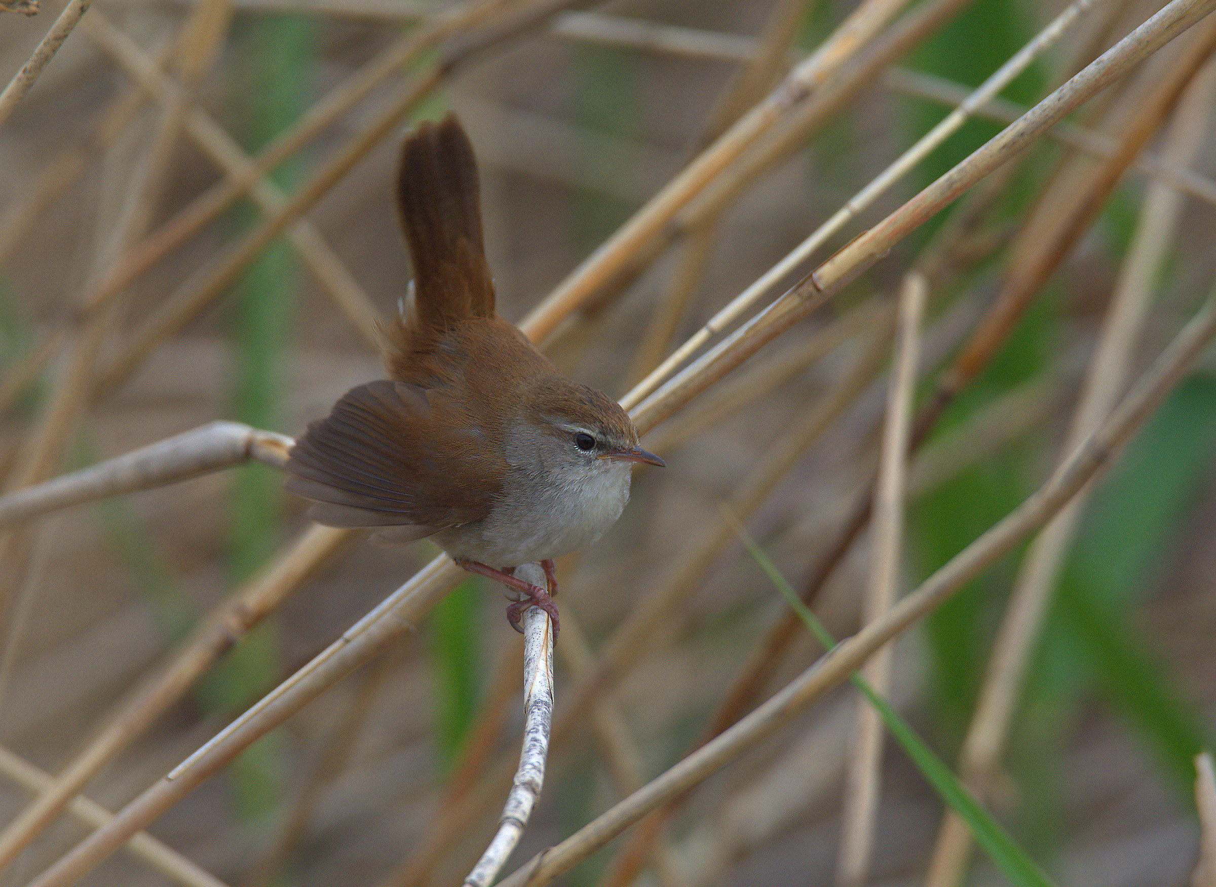 Cetti's Warbler