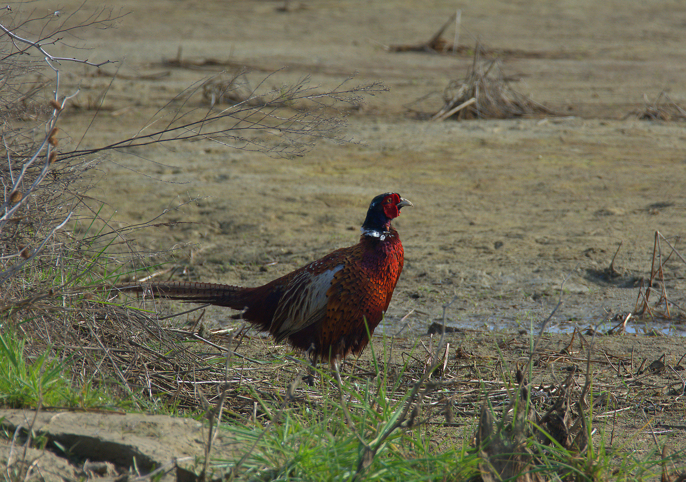 male pheasant