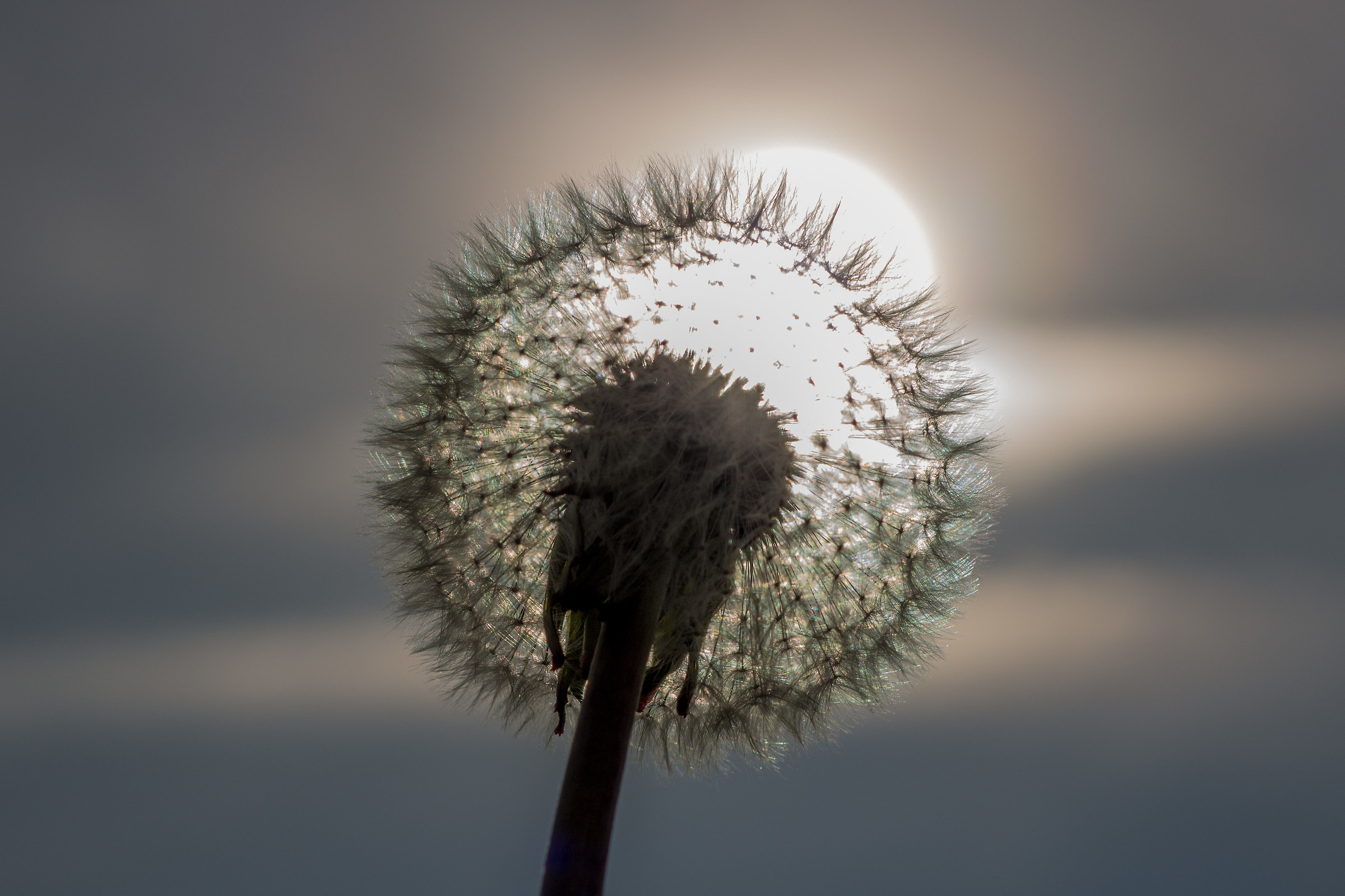 taraxacum officinale