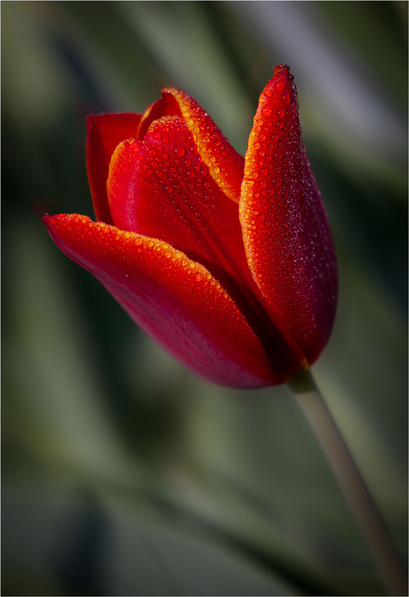 Rosso tulipano