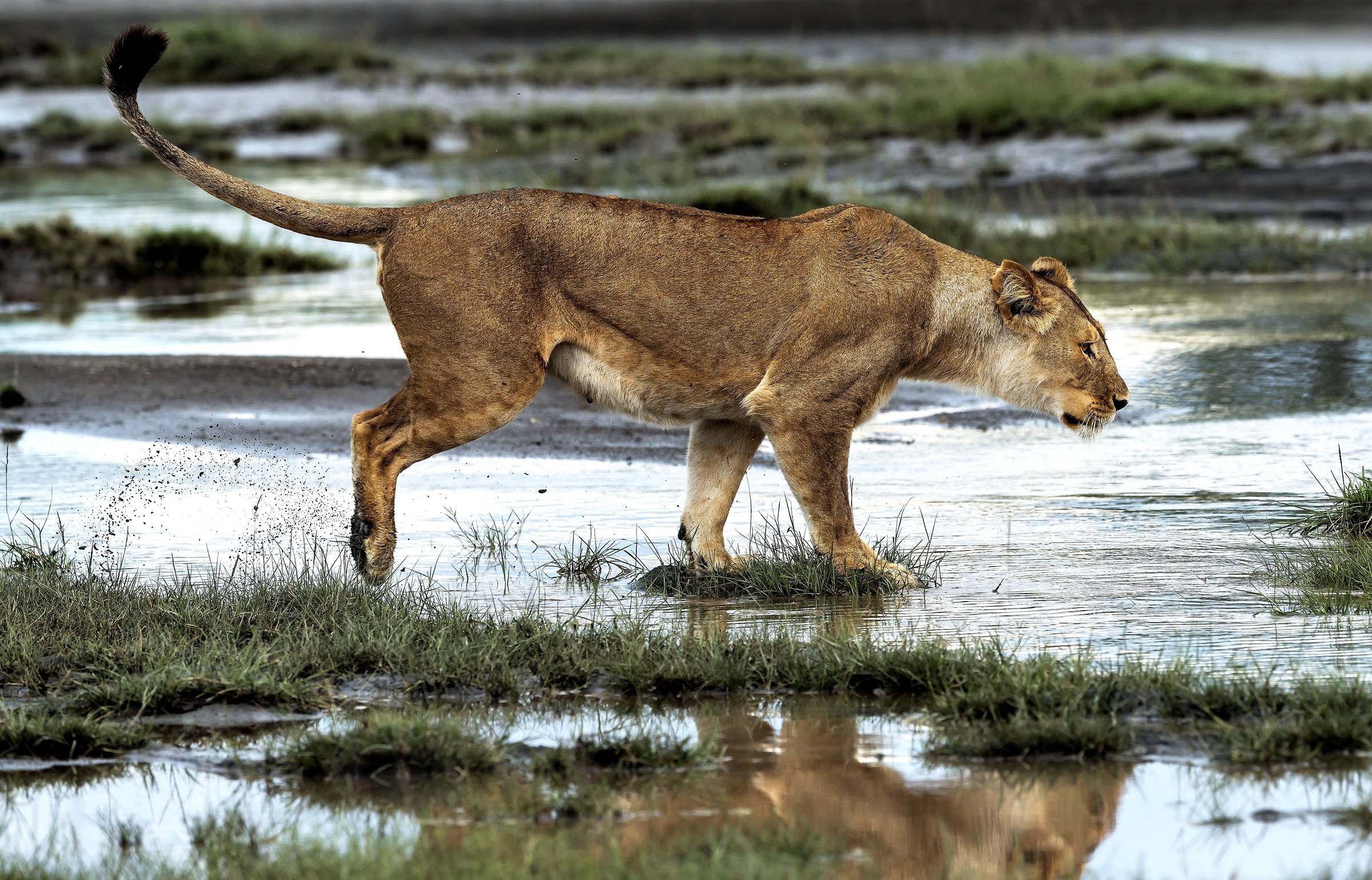 Tanzania 2017 - Nella Palude di Ndutu