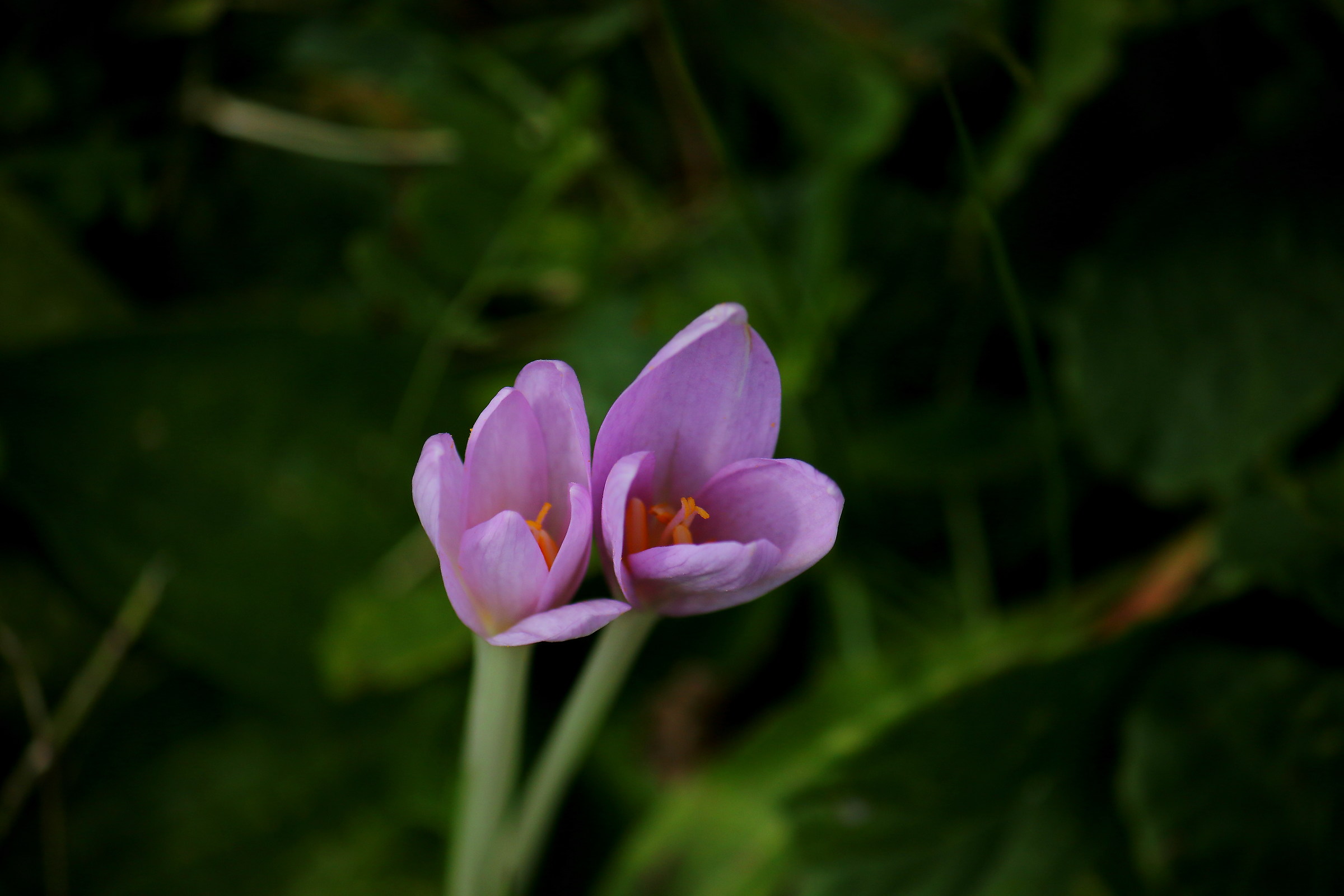 colchicum
