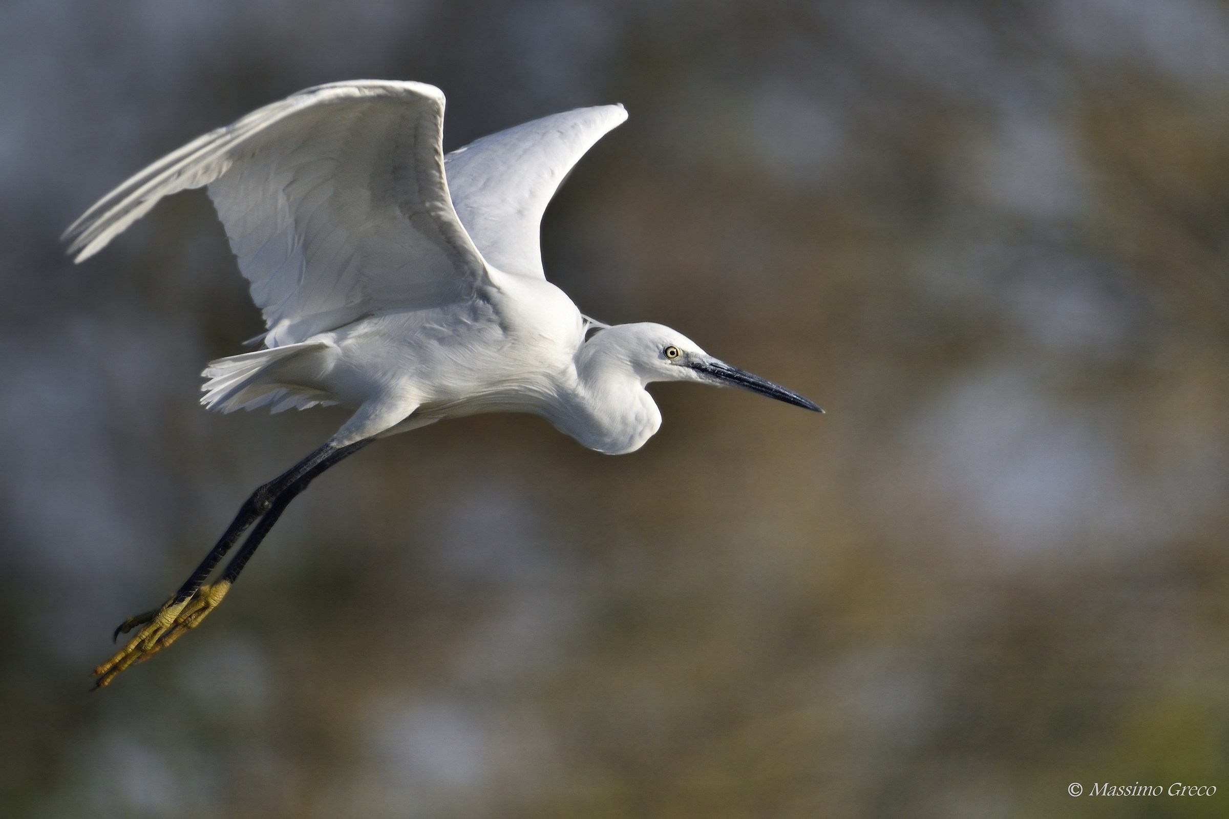 Egret egretta