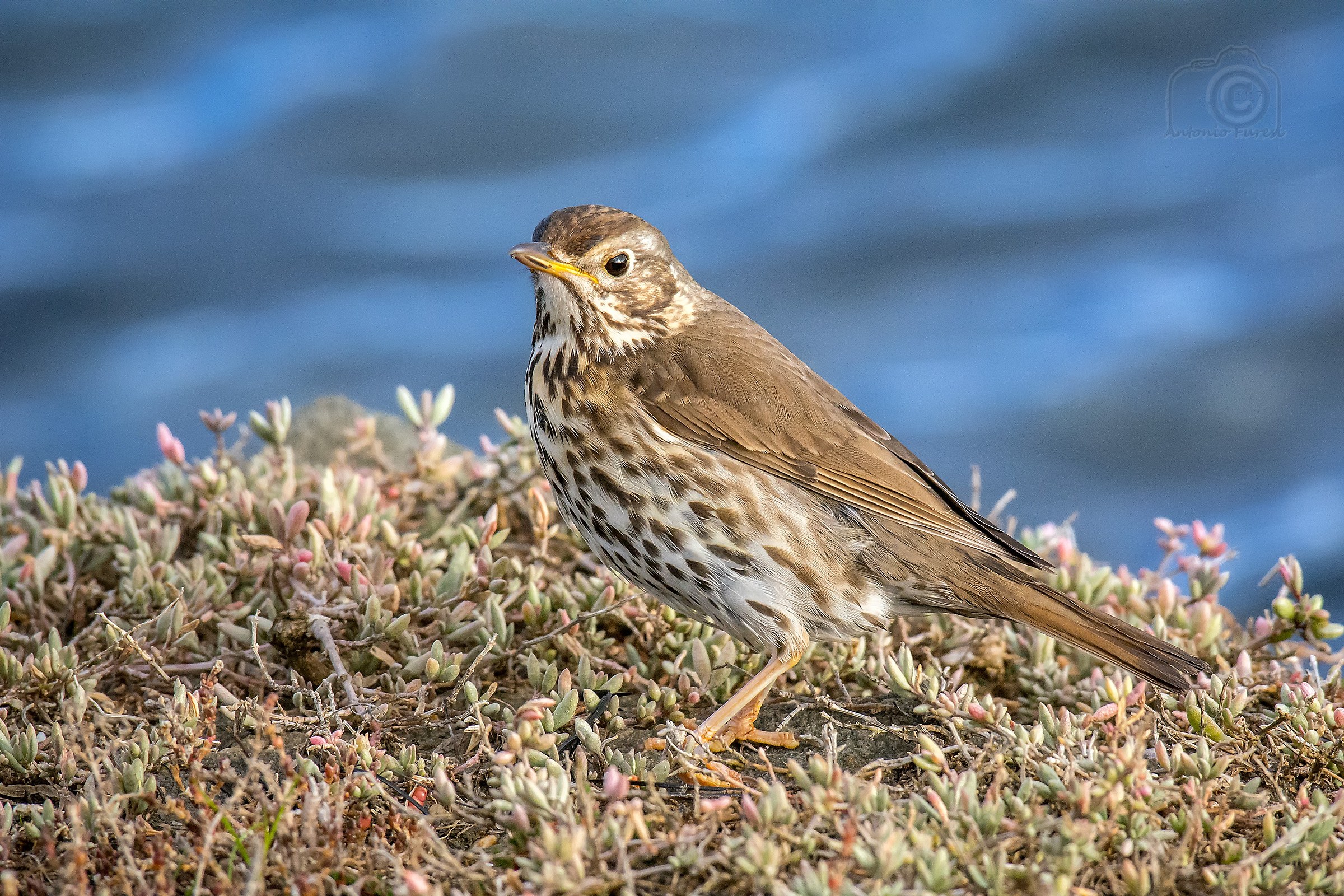 Song Thrush (Turdus philomelos)