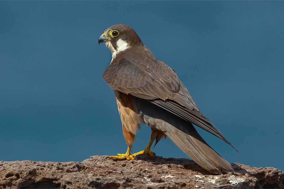 Eleonora's falcon