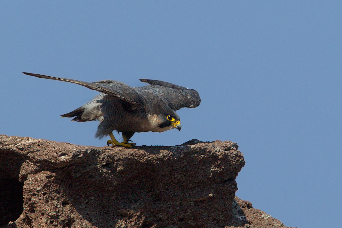 Pellegrino adulto in decollo