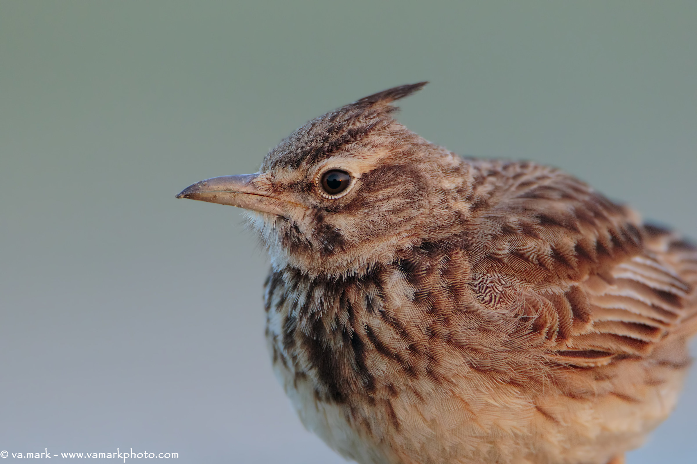Portrait…. Cappellaccia