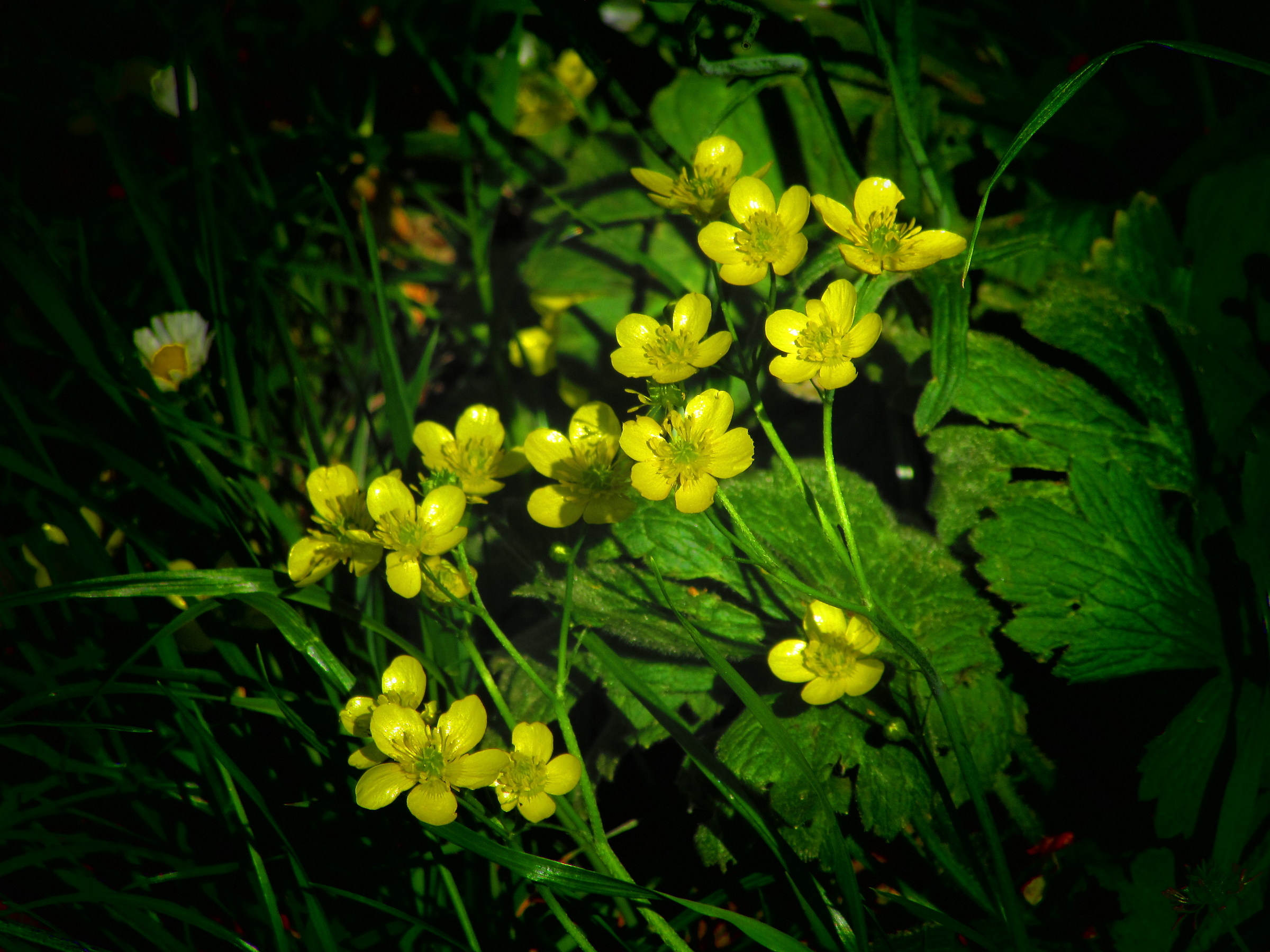 Primavera al Giardino Ducale con "effetto"