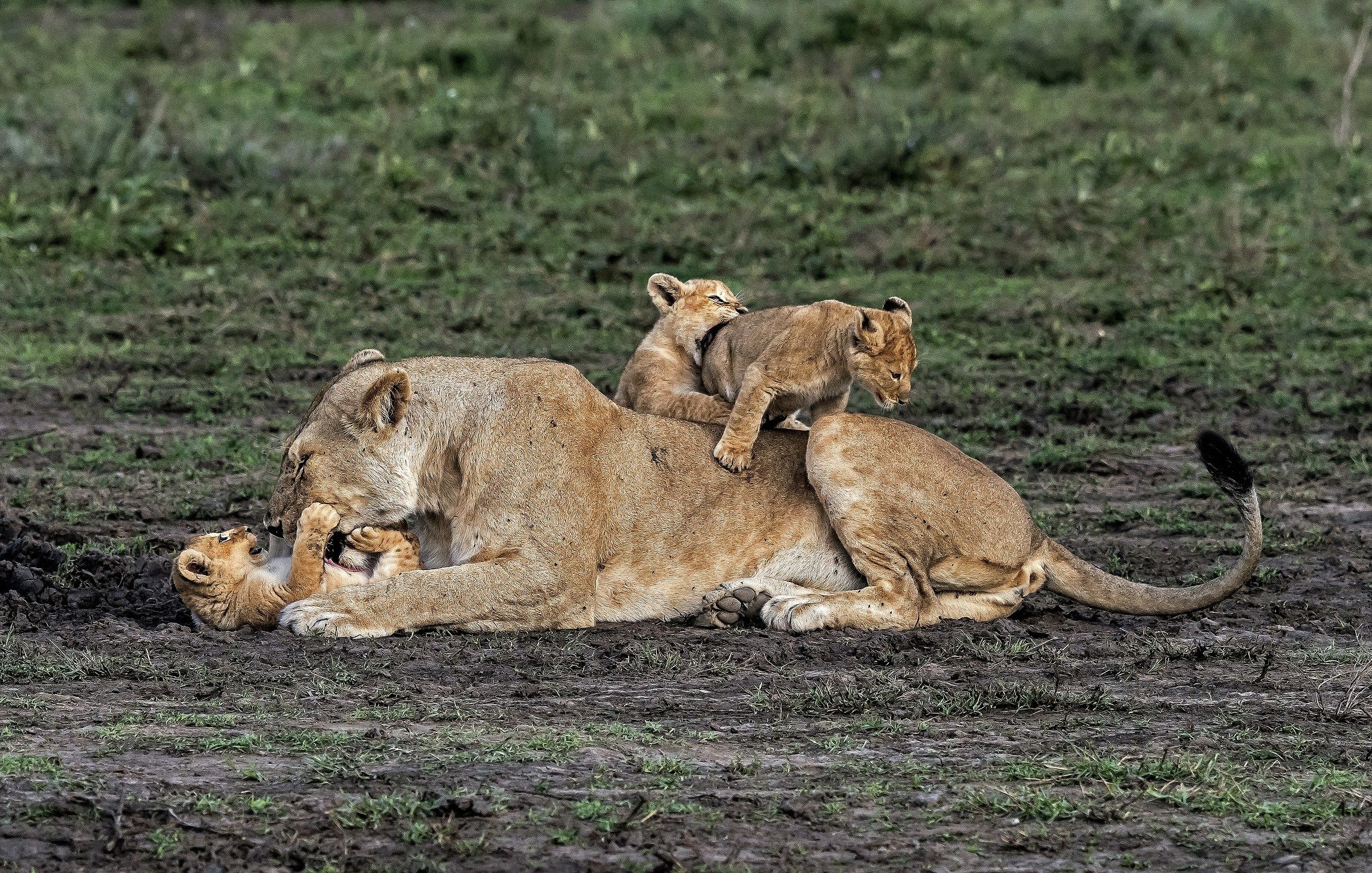 Tanzania 2017 - Teneri giochi