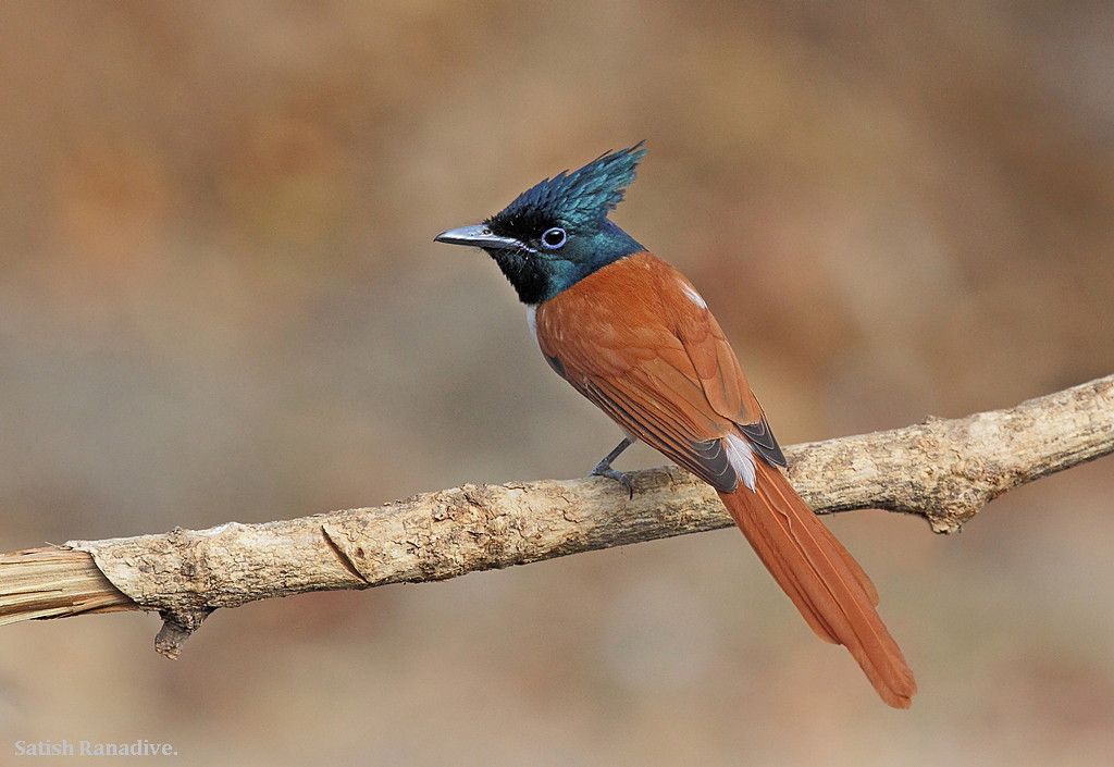 Paradise Flycatcher.