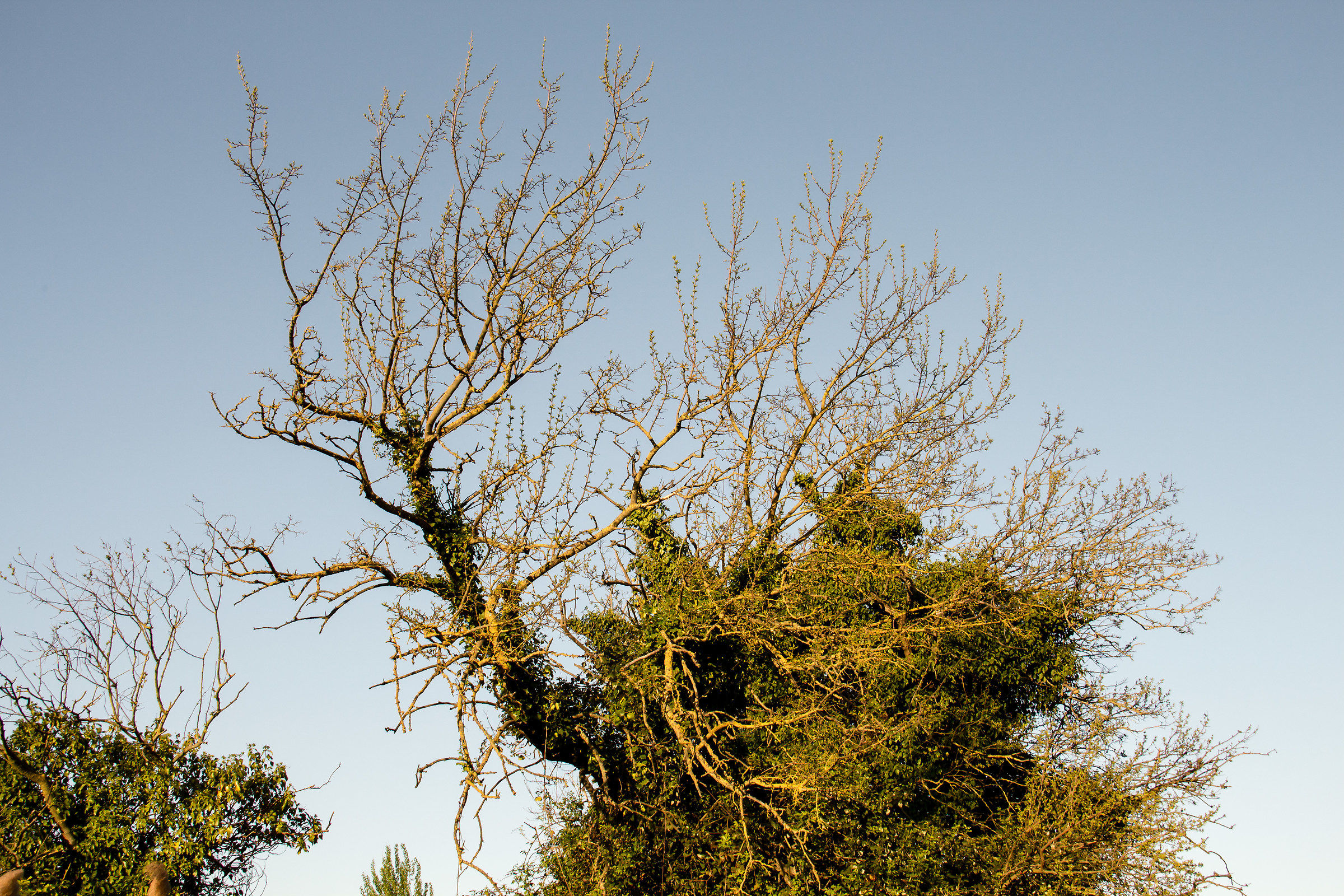 The tree that greets ...