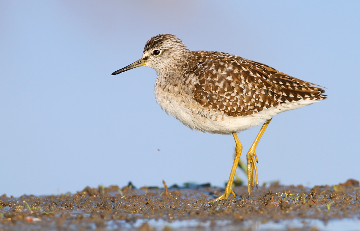 Wood Sandpiper