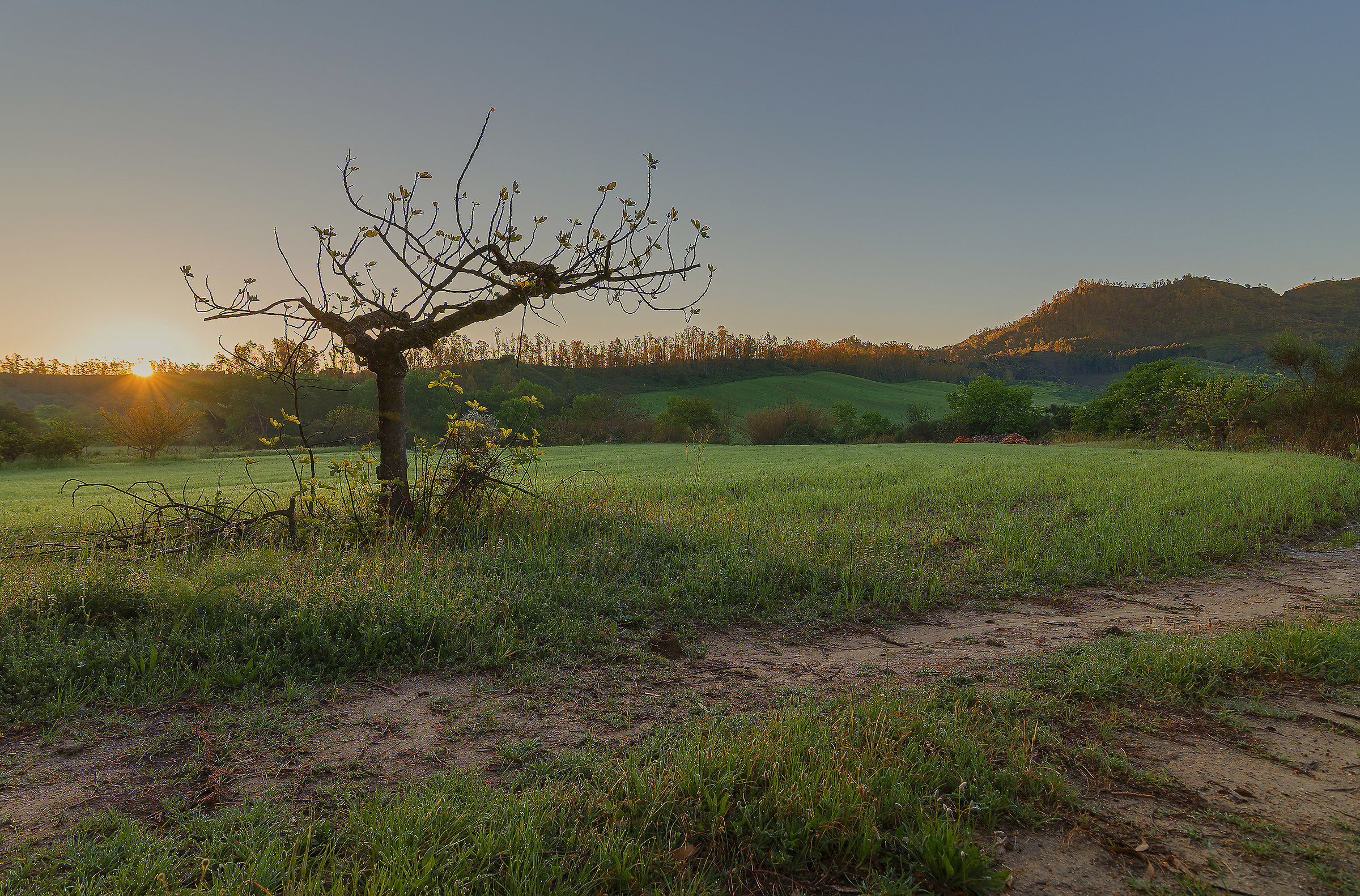 The first rays on the fig tree!