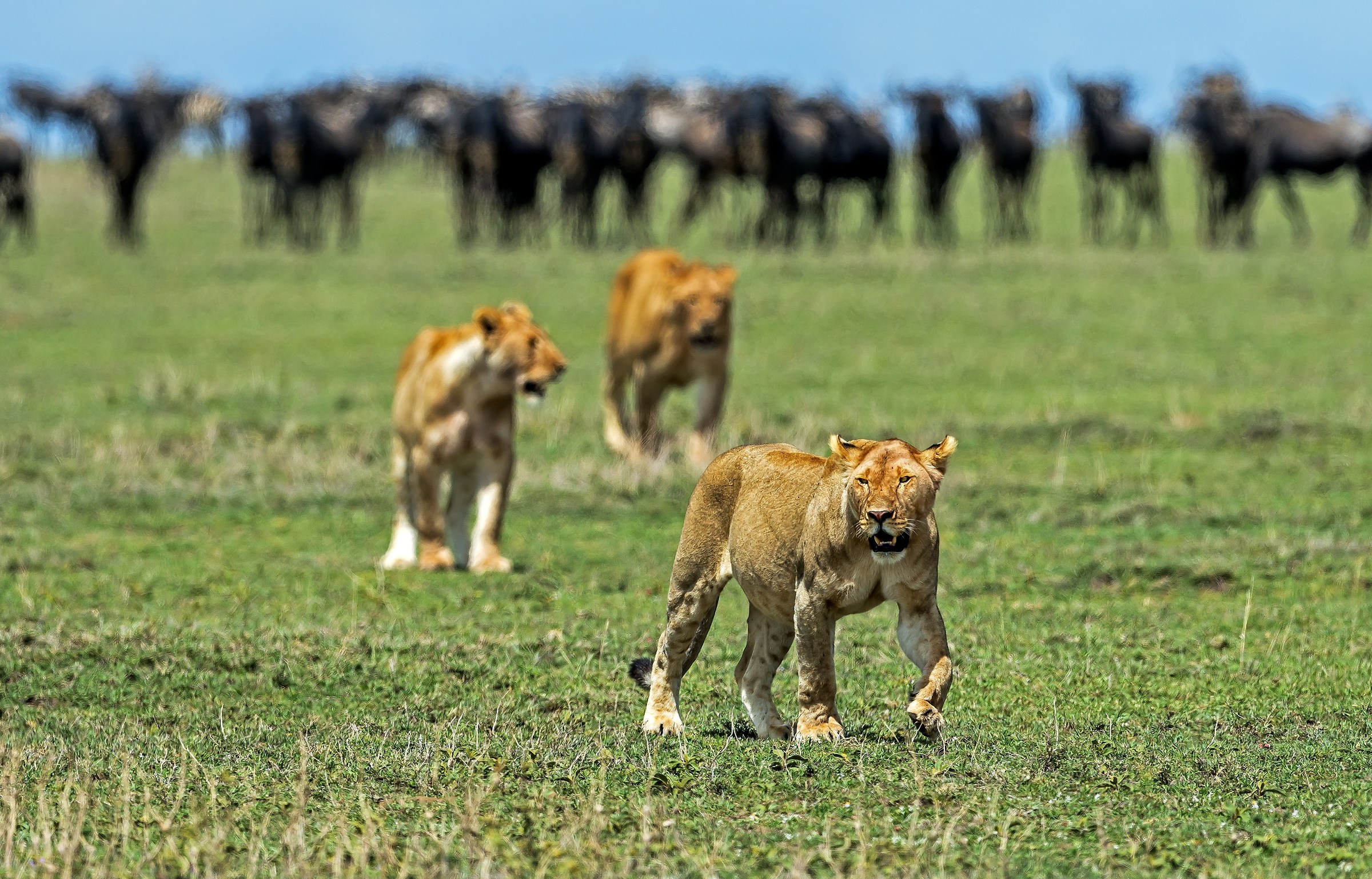 Tanzania 2017 - Serengeti