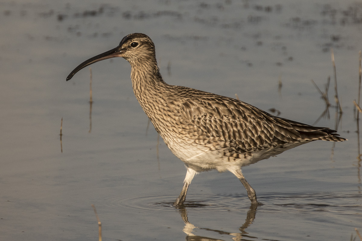curlew