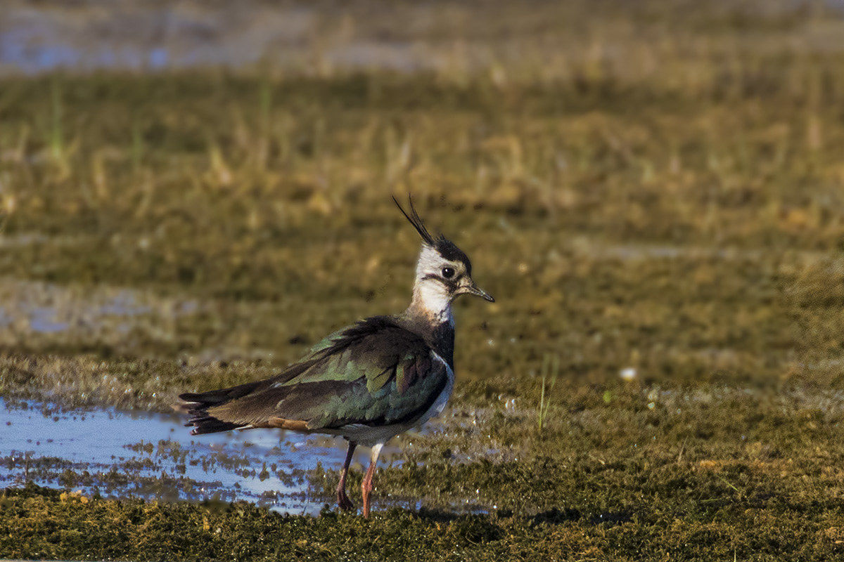 lapwing