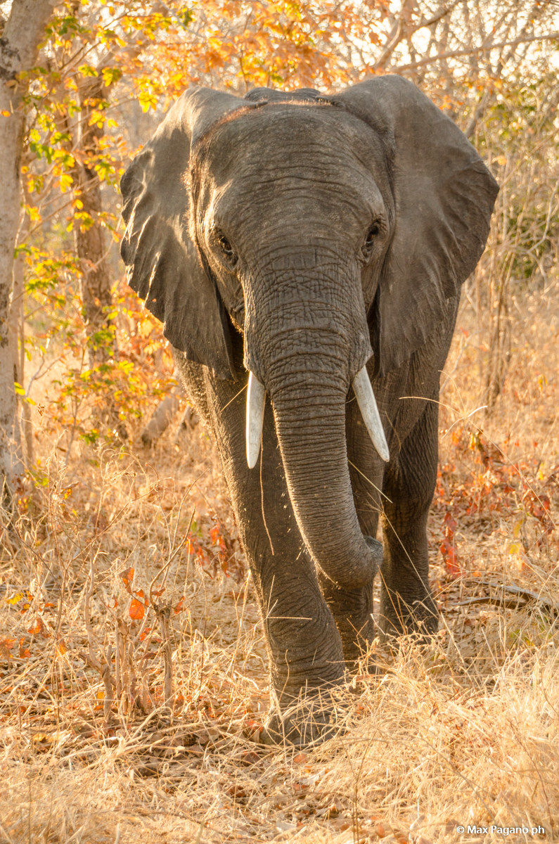 Botwsana, Chobe National Park