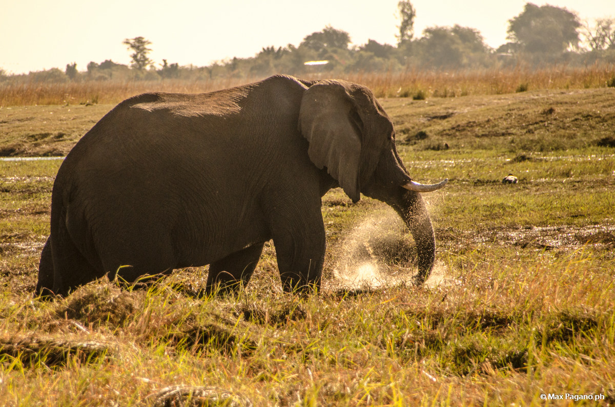 Botwsana, Chobe National Park
