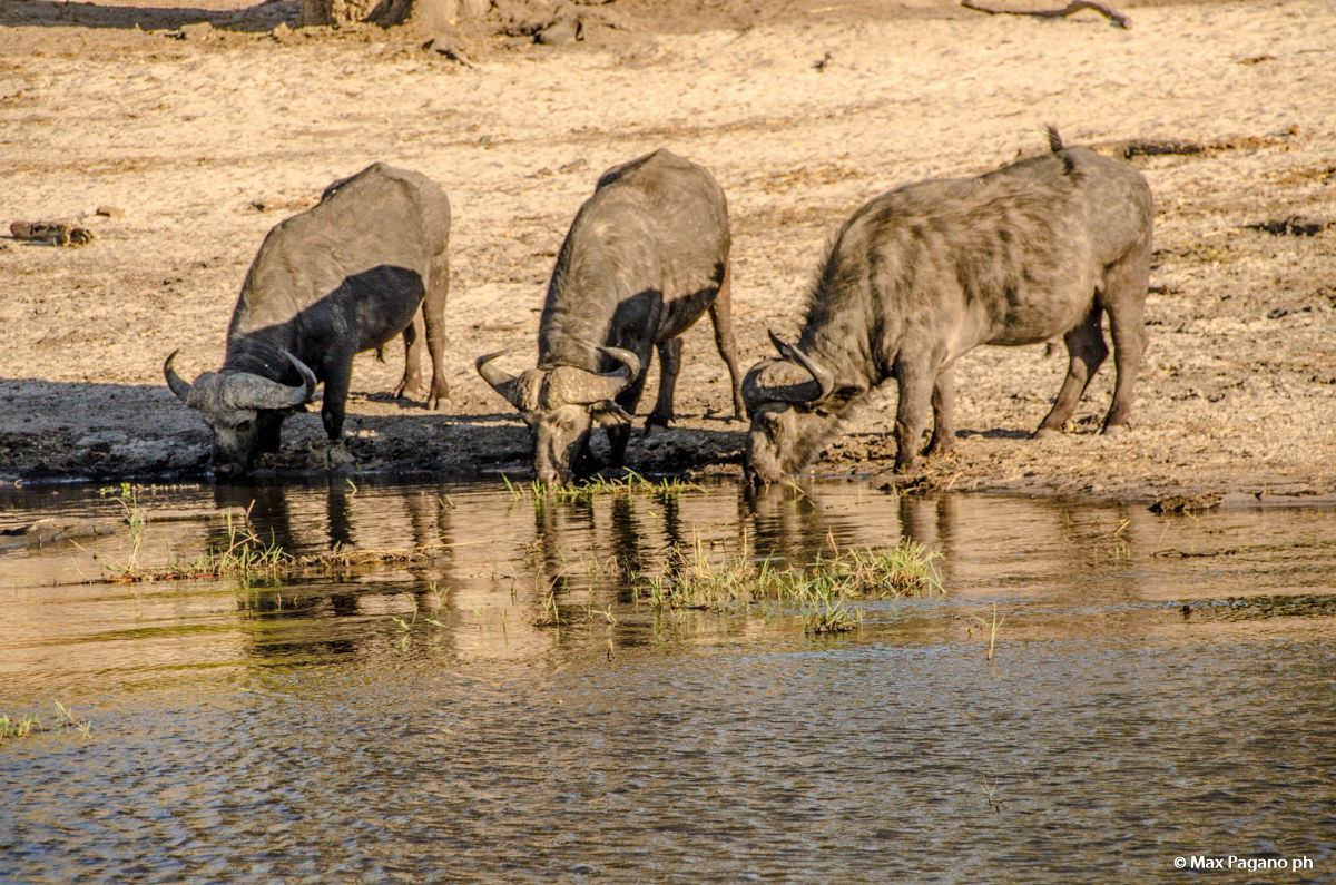 Botwsana, Chobe National Park
