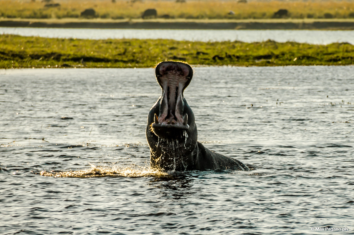 Botwsana, Chobe National Park