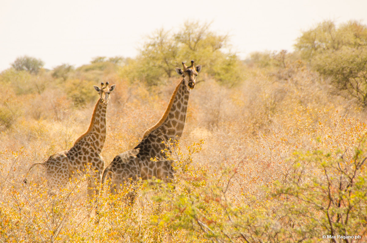 Botwsana, Chobe National Park