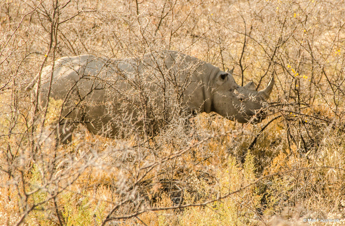 Namibia, Etosha PArk