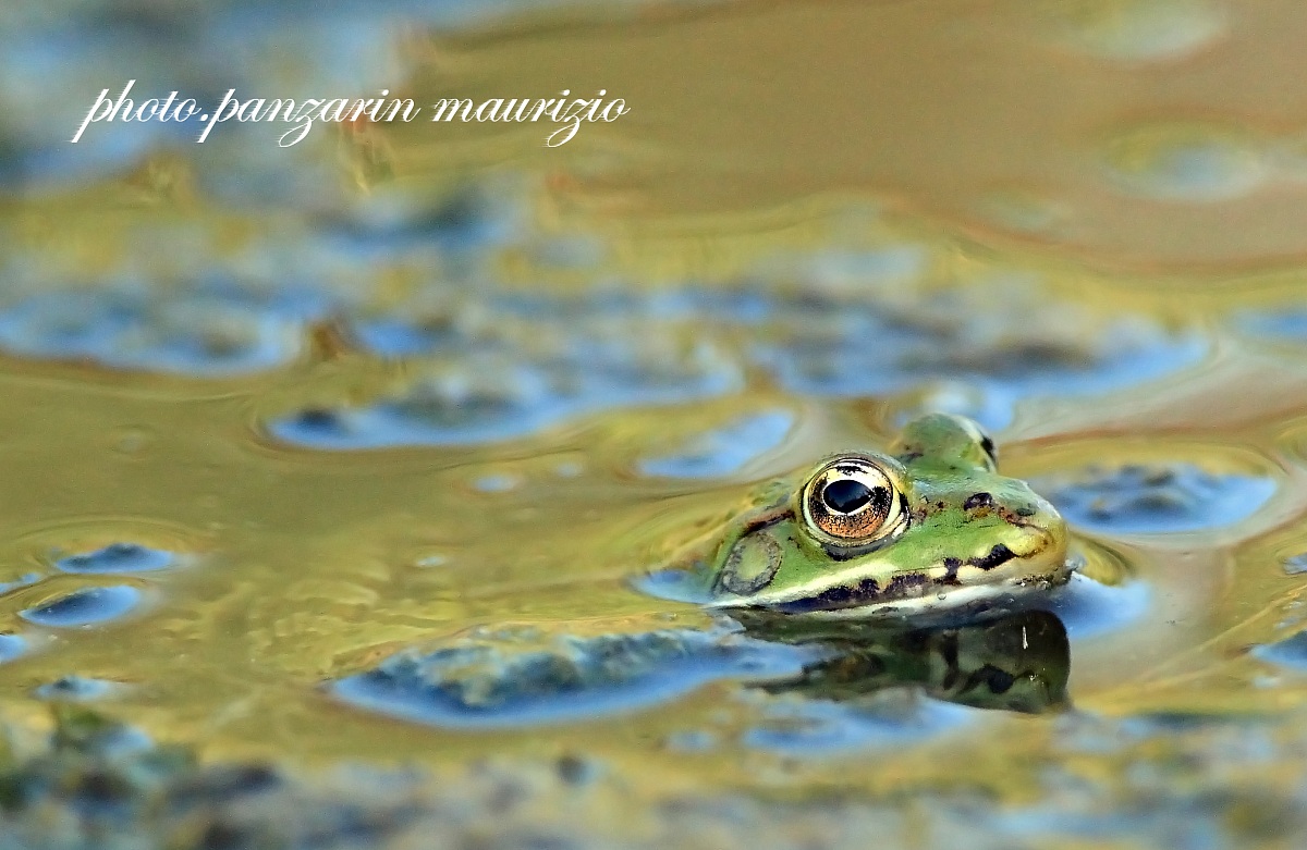 common frog
