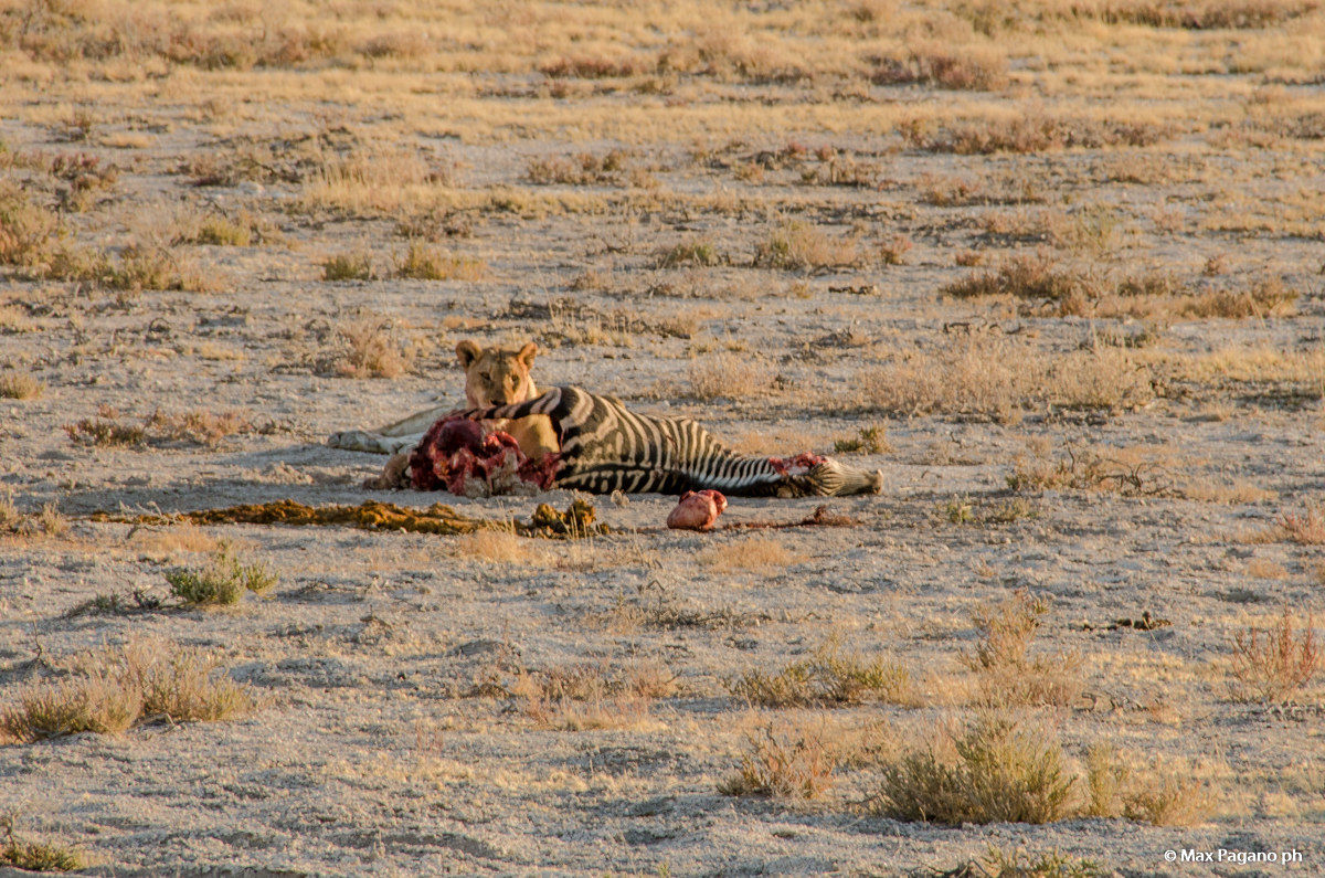 Namibia, Etosha PArk