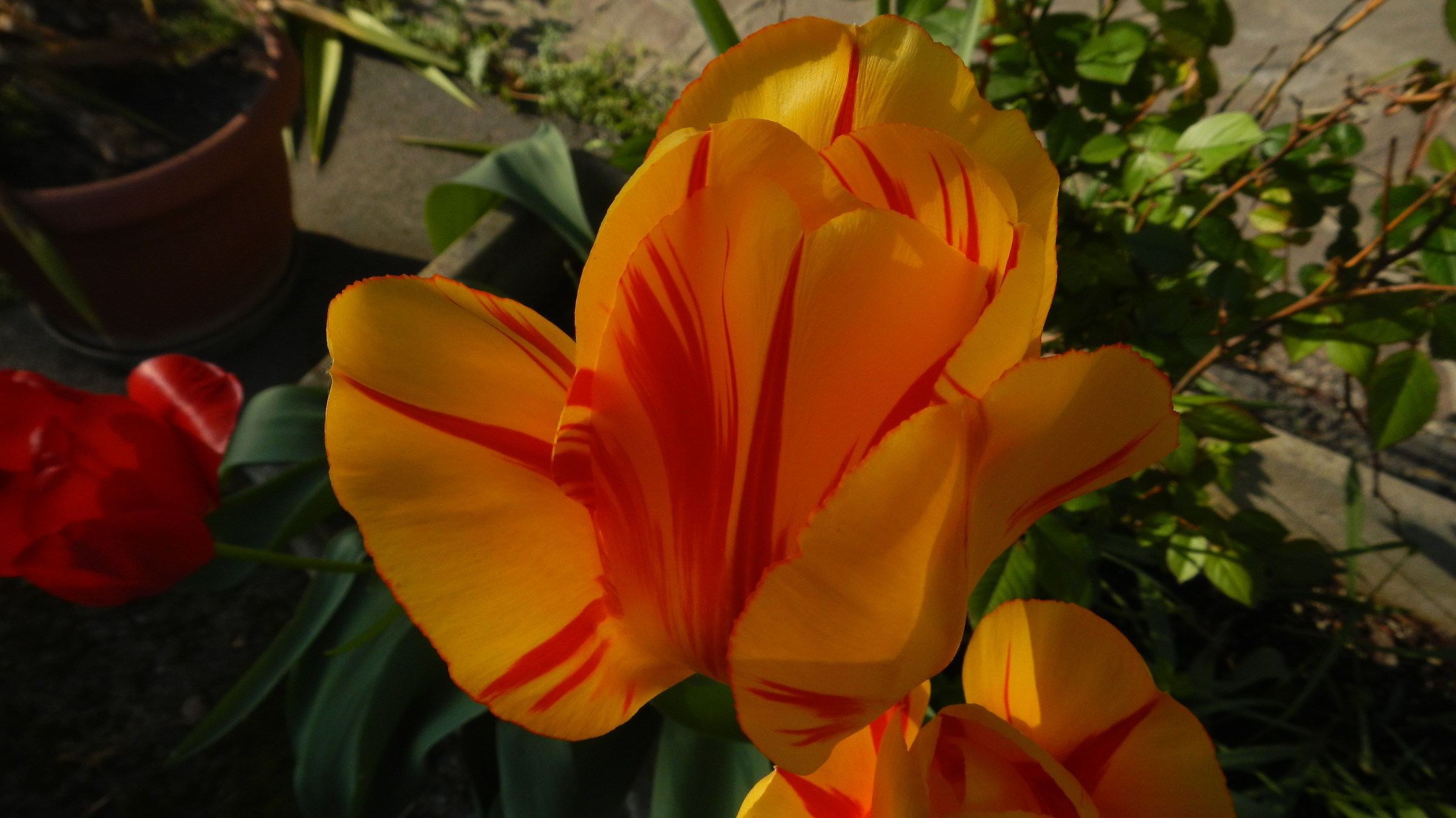 Yellow & Red Tulip (scatto di prova)